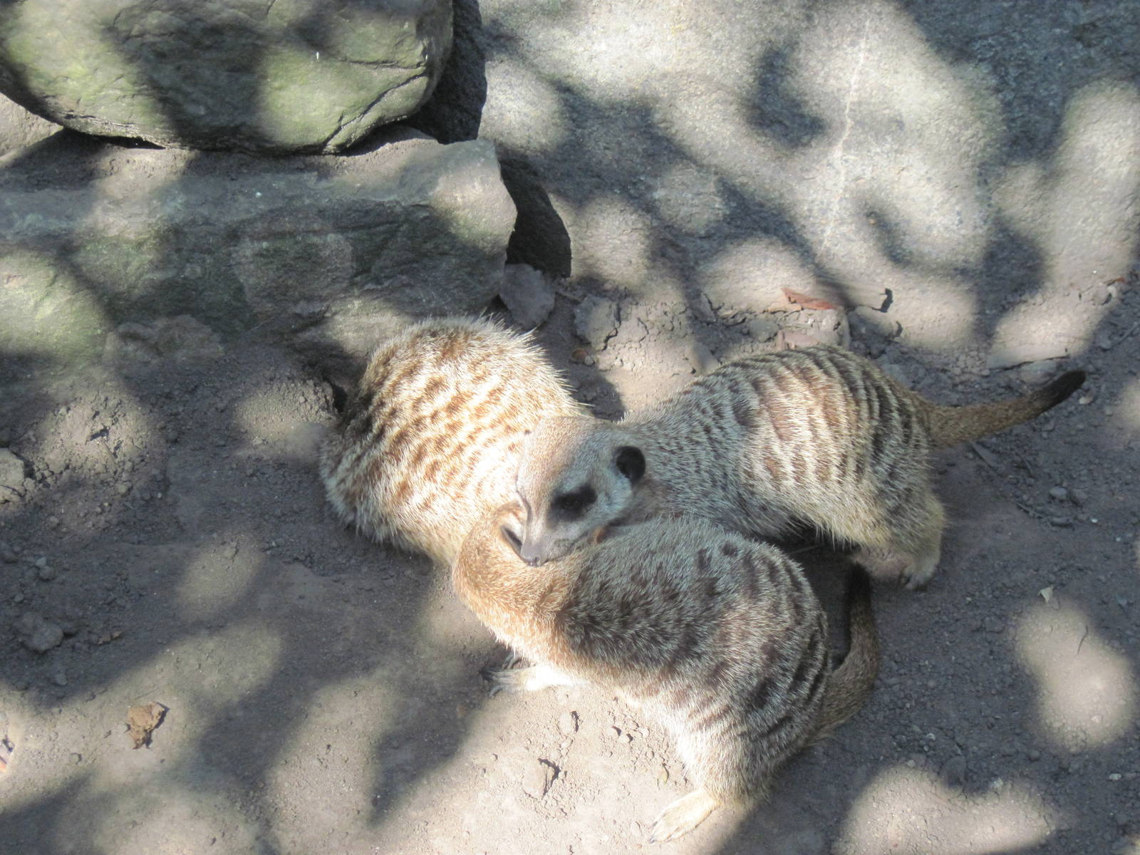 Africa-Meerkats