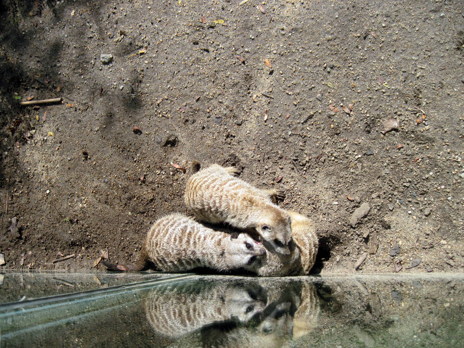 Africa-Meerkats