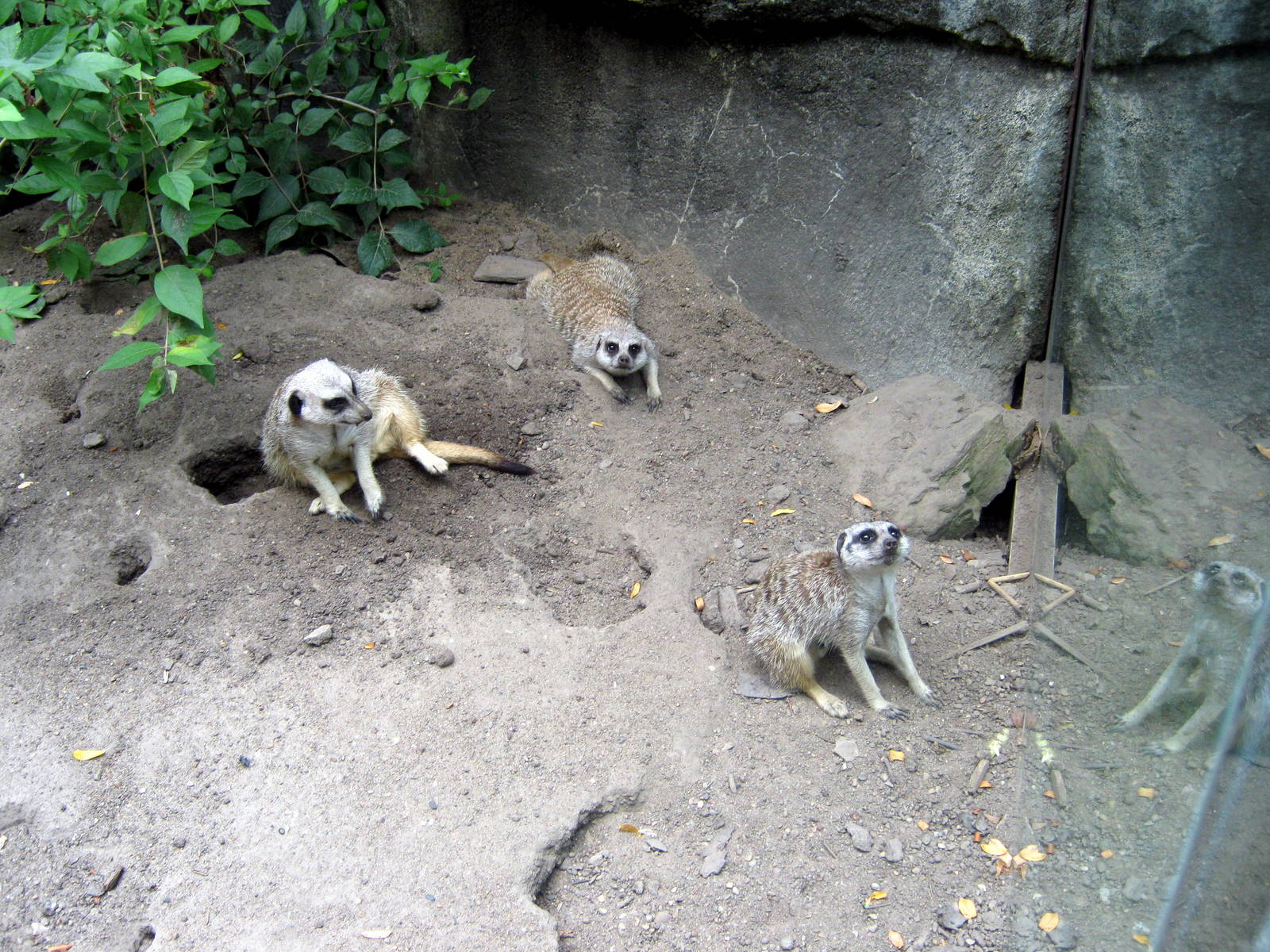 Africa-Meerkats