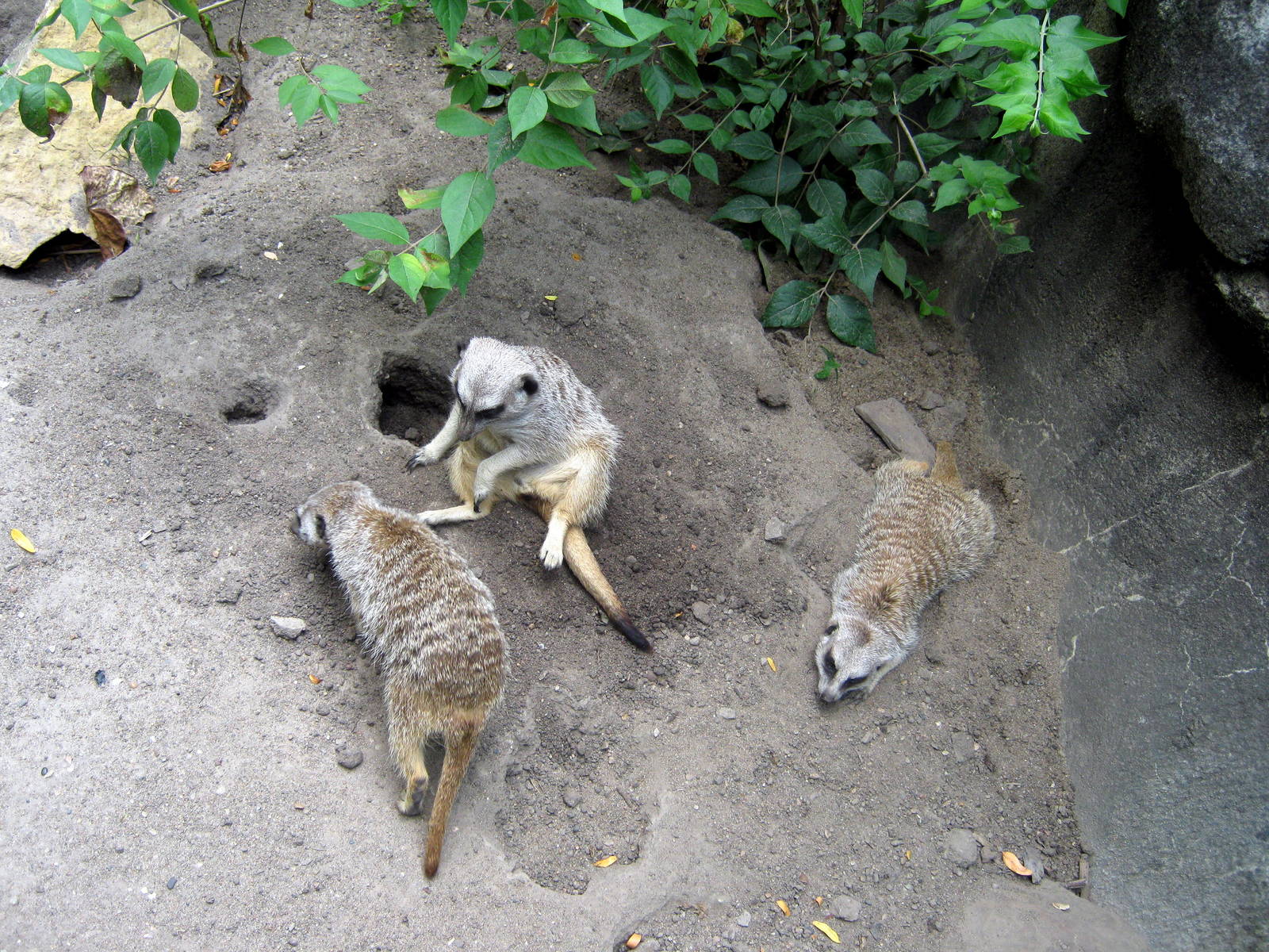 Africa-Meerkats