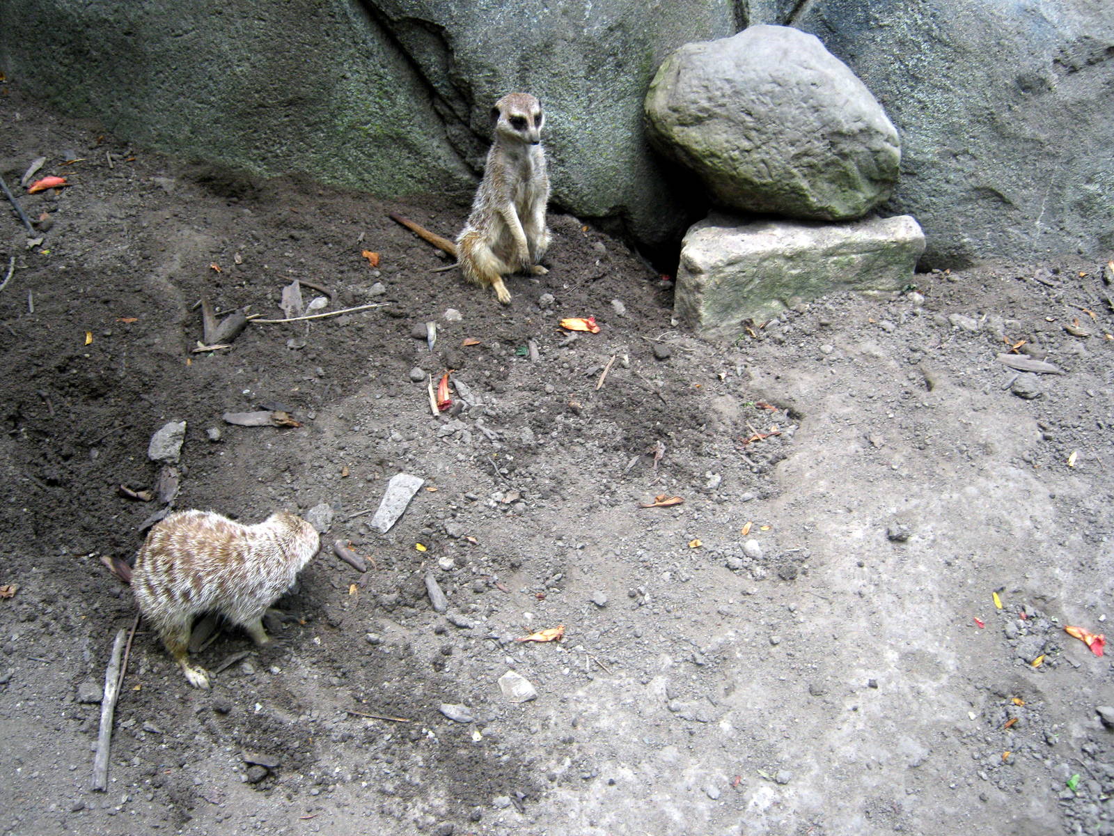 Africa-Meerkats