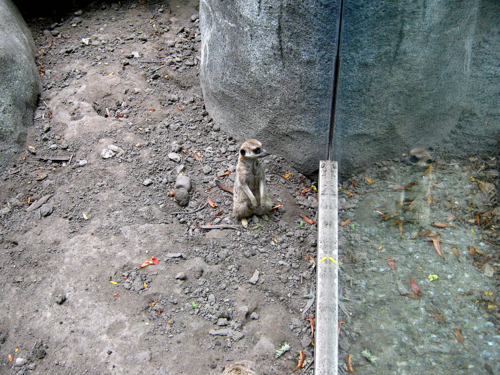 Africa-Meerkats