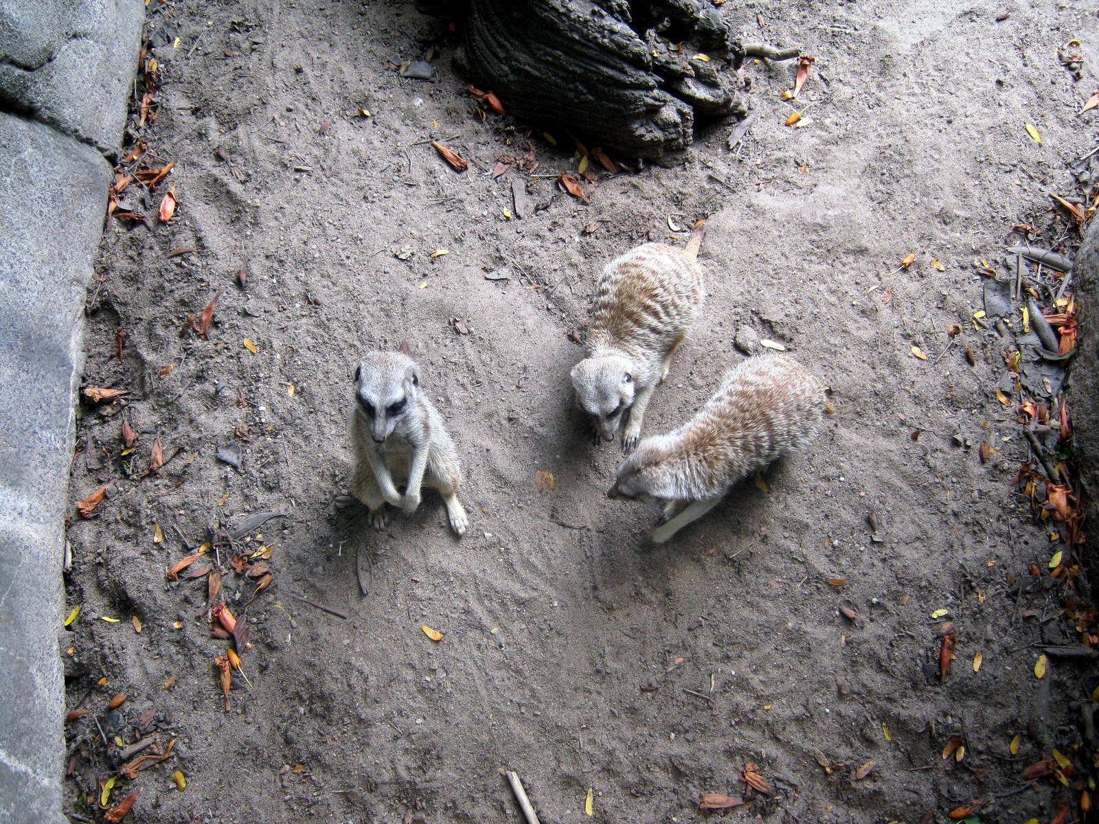 Africa-Meerkats