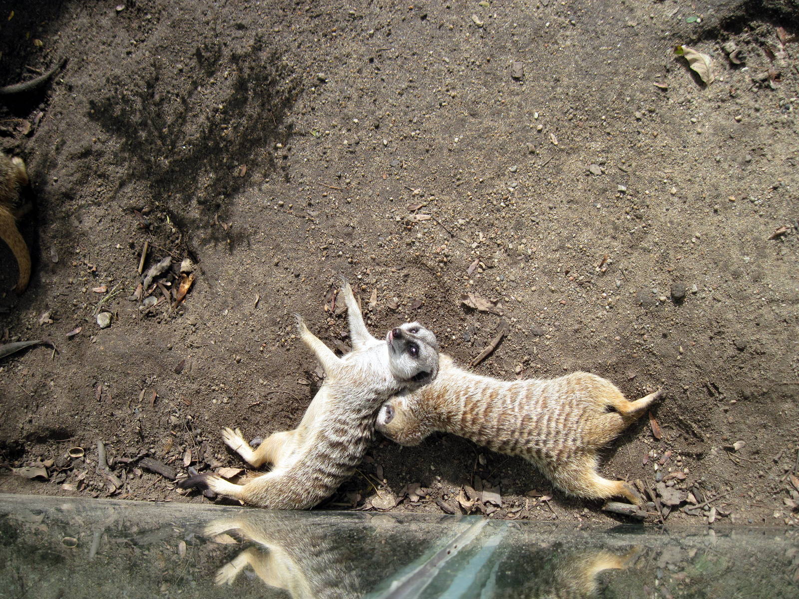 Africa-Meerkats