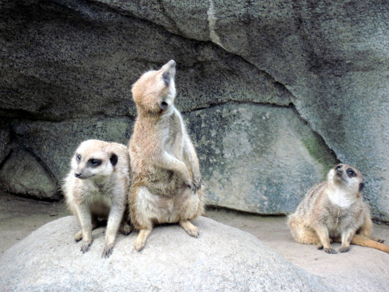 Africa-Meerkats
