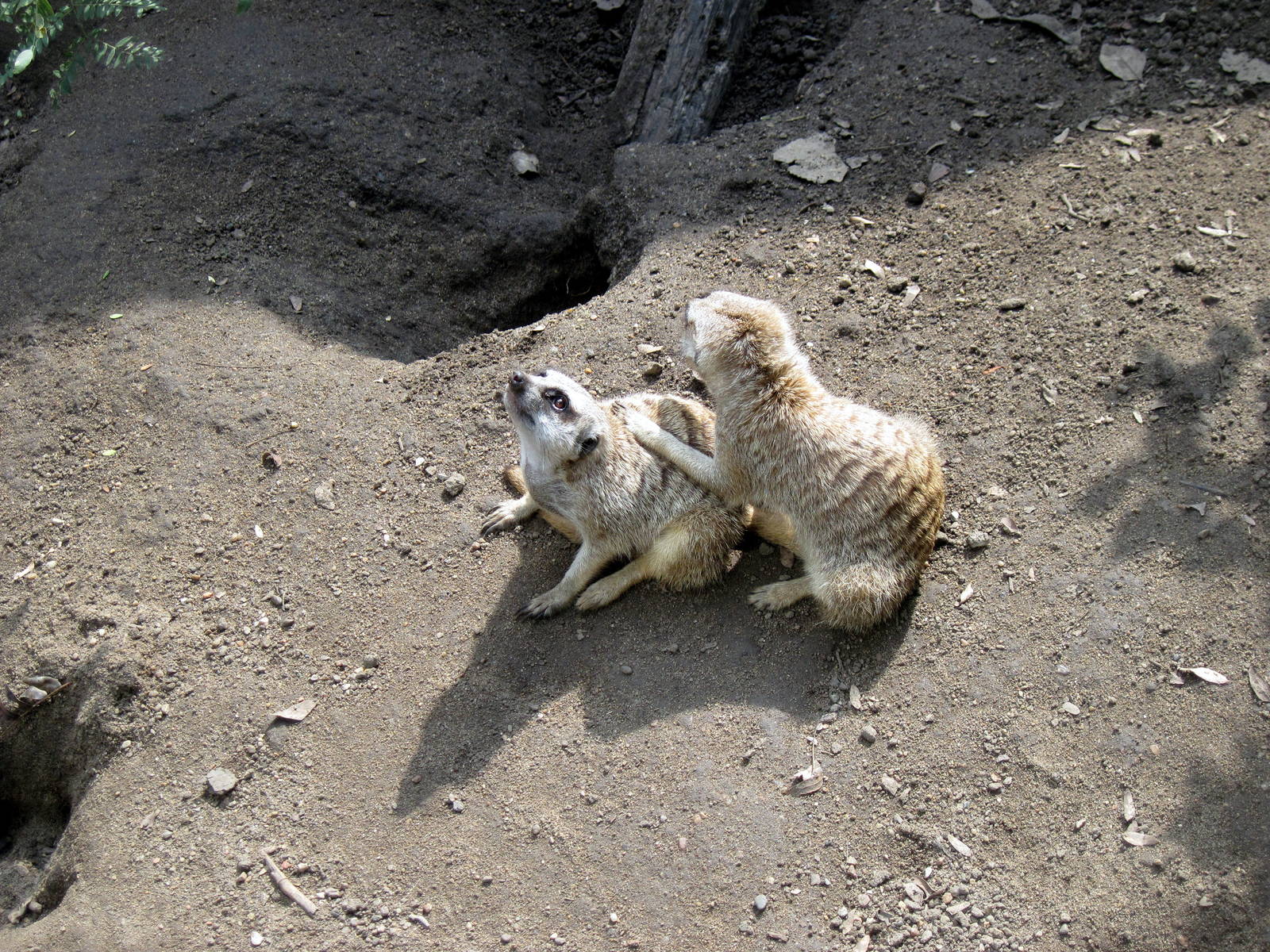 Africa-Meerkats