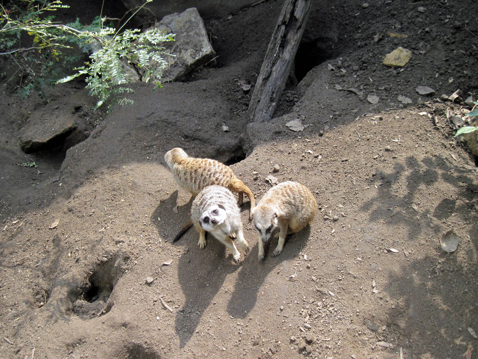 Africa-Meerkats