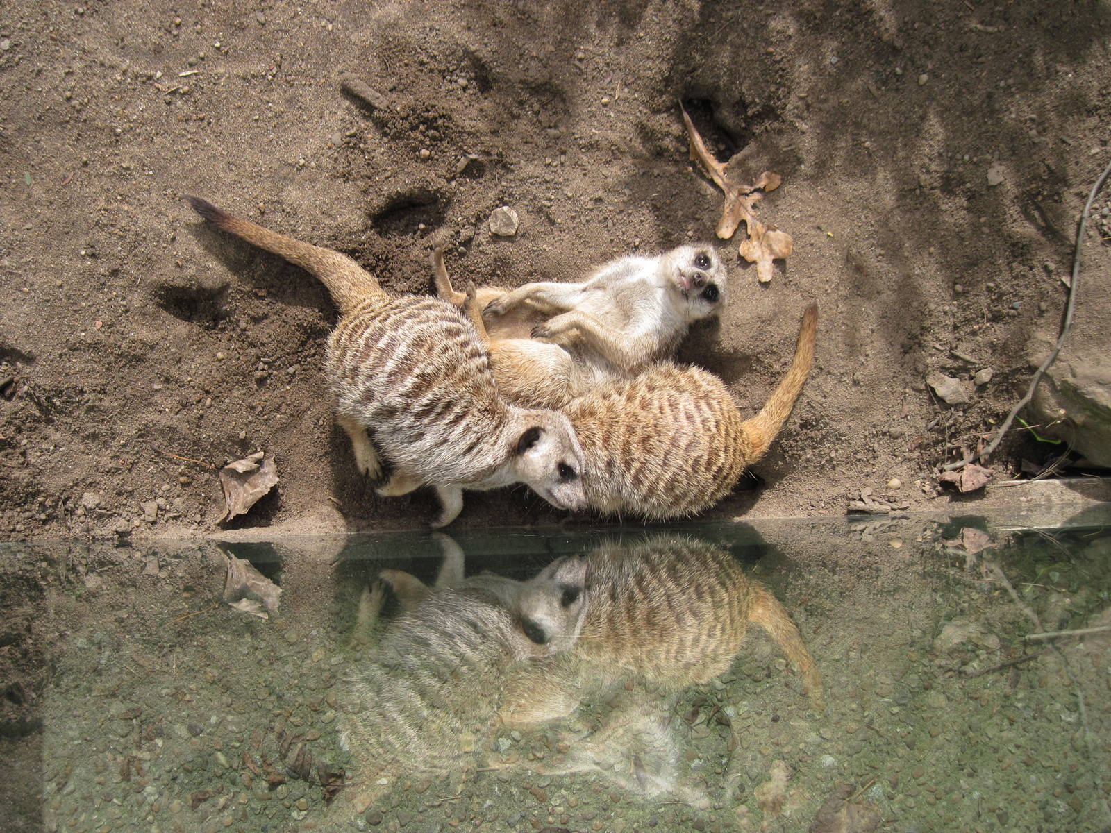 Africa-Meerkats
