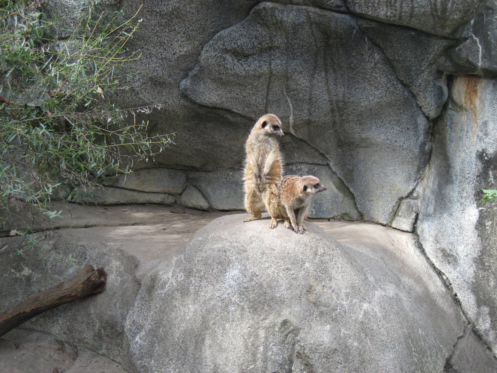 Africa-Meerkats