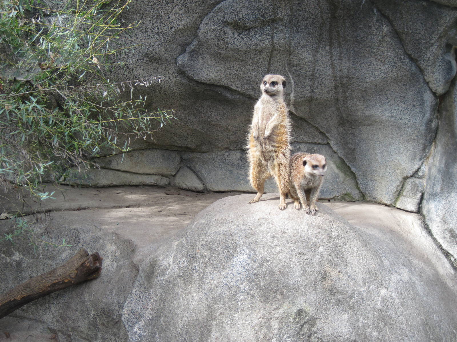 Africa-Meerkats