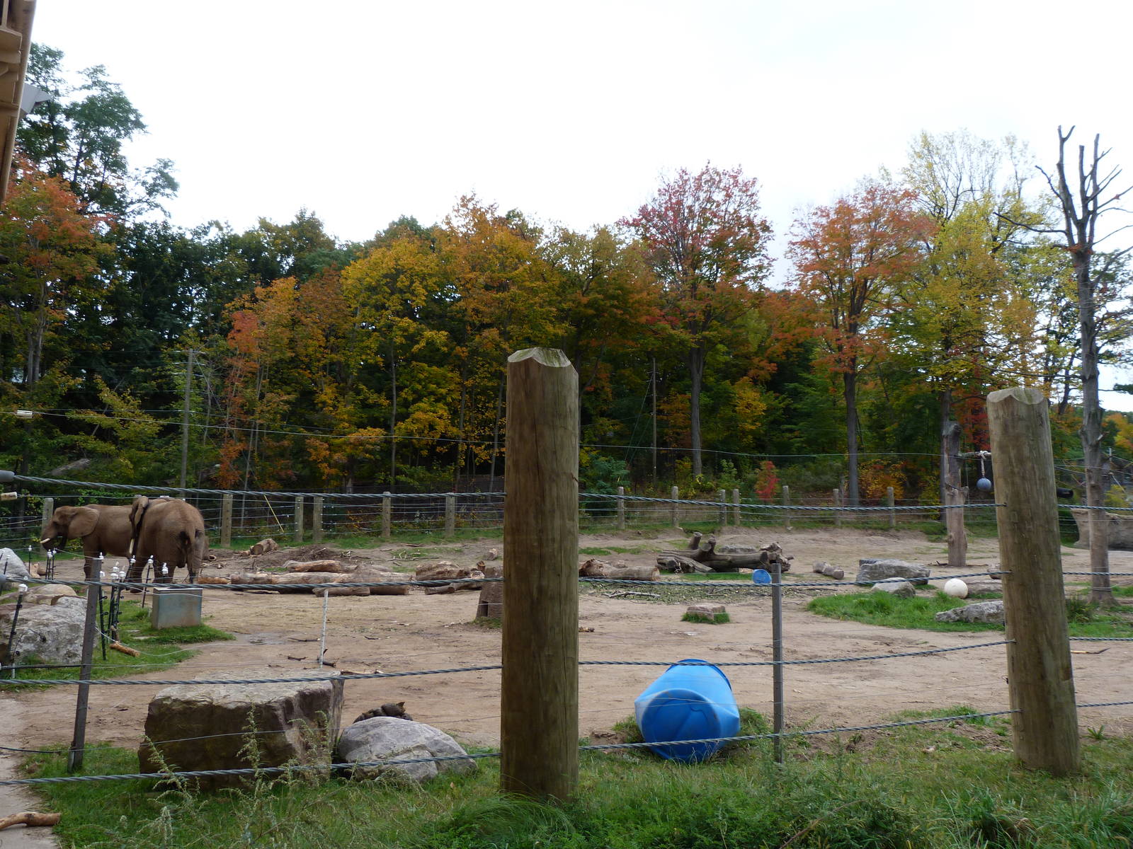 Africa Meets New York in Autumn
