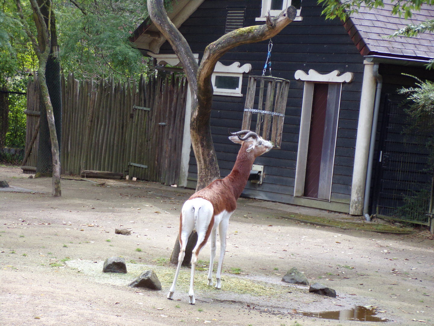 Africa- Mhorr gazelle 13.7.23