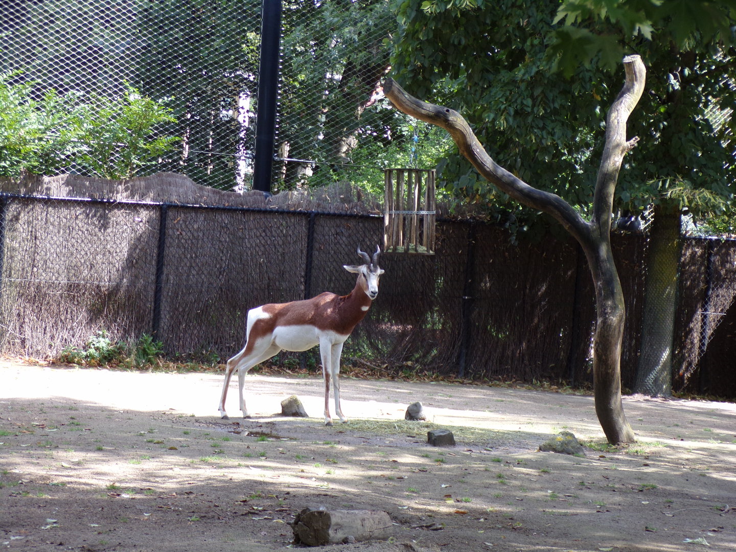 Africa- Mhorr gazelle 13.7.23