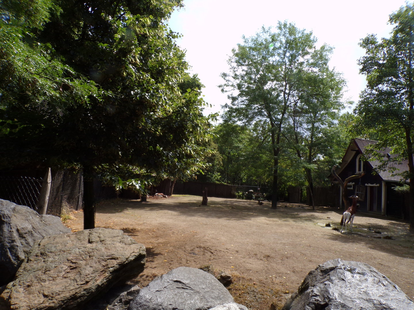 Africa- Mhorr gazelle enclosure 13.7.23