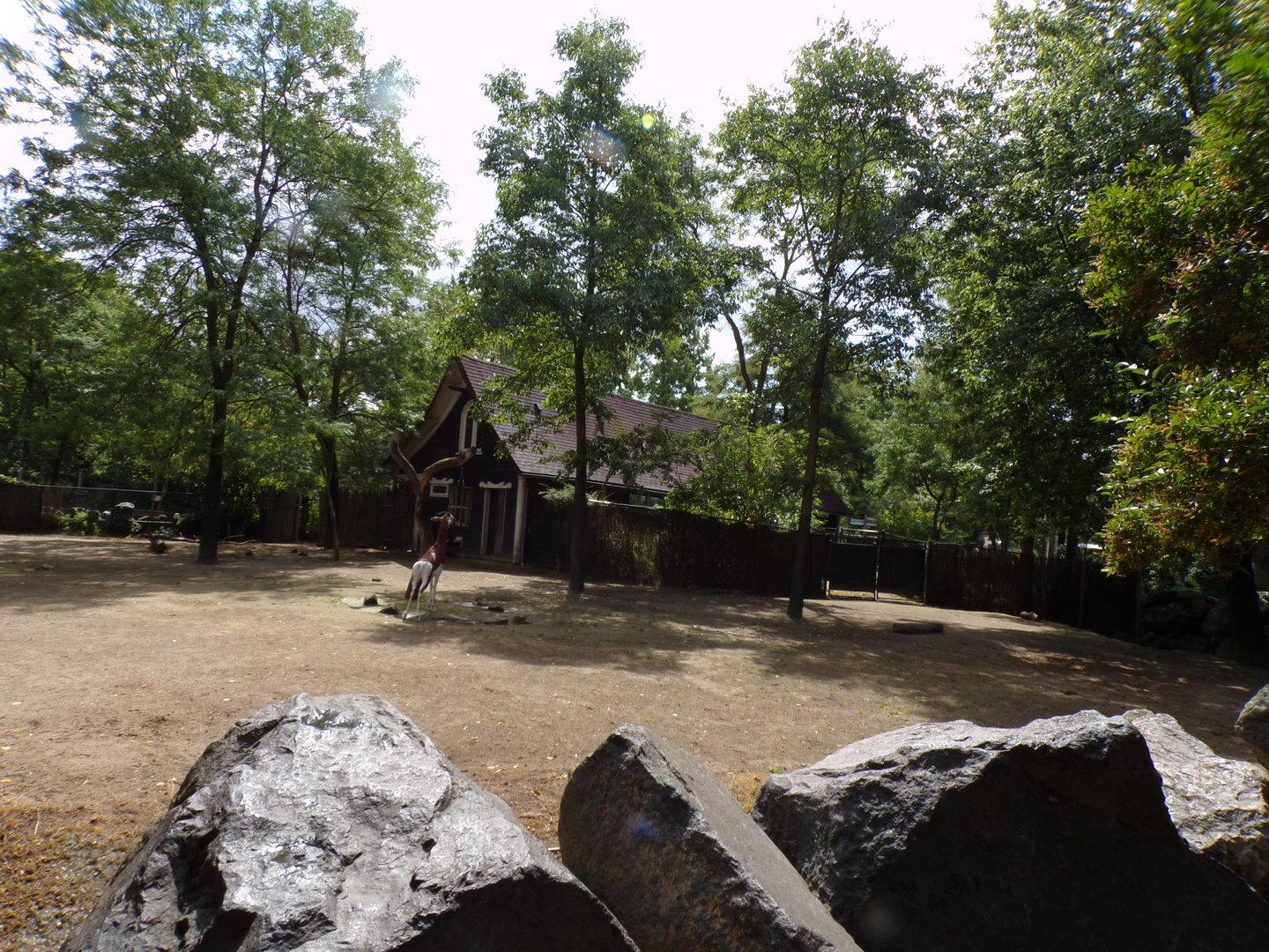 Africa- Mhorr Gazelle enclosure 13.7.23