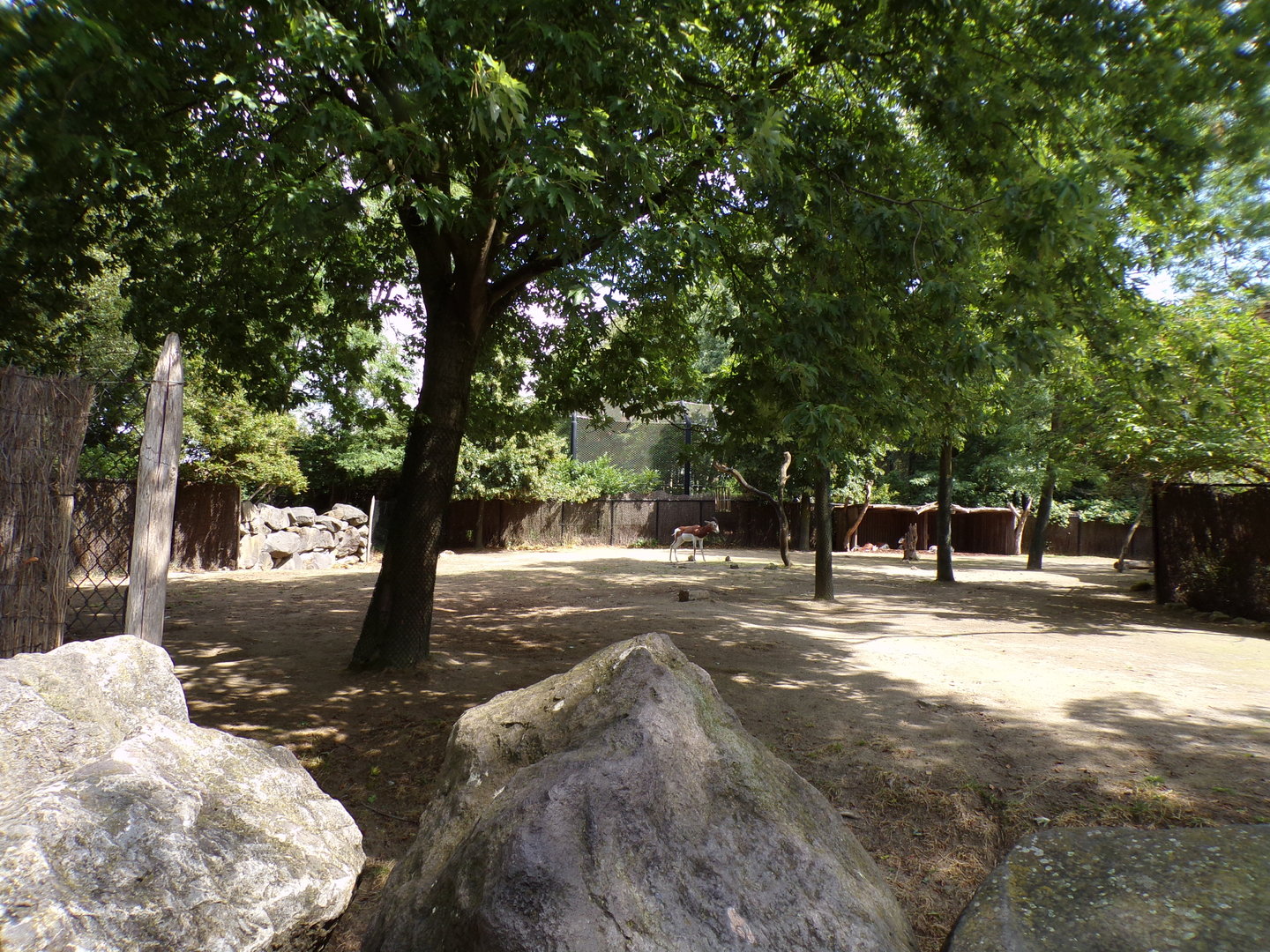 Africa- Mhorr gazelle enclosure 13.7.23