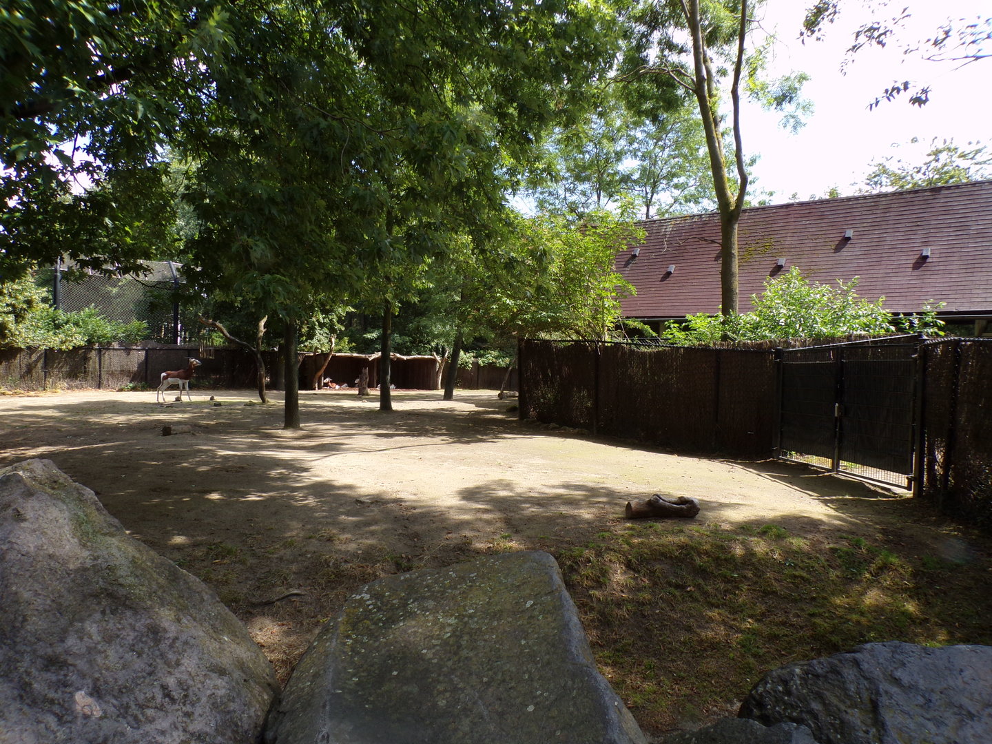 Africa- Mhorr gazelle enclosure 13.7.23