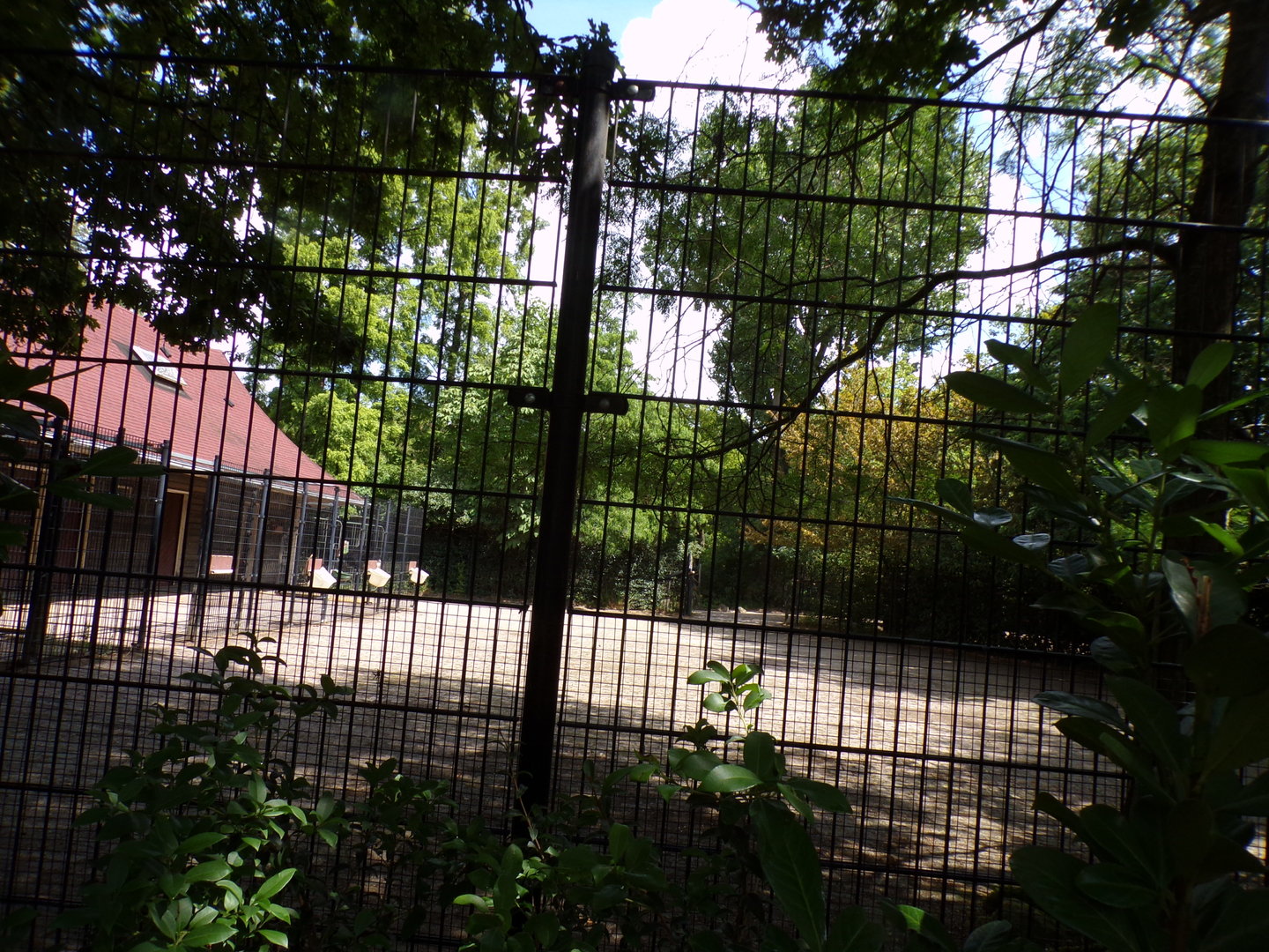 Africa- Mhorr gazelle enclosure 13.7.23