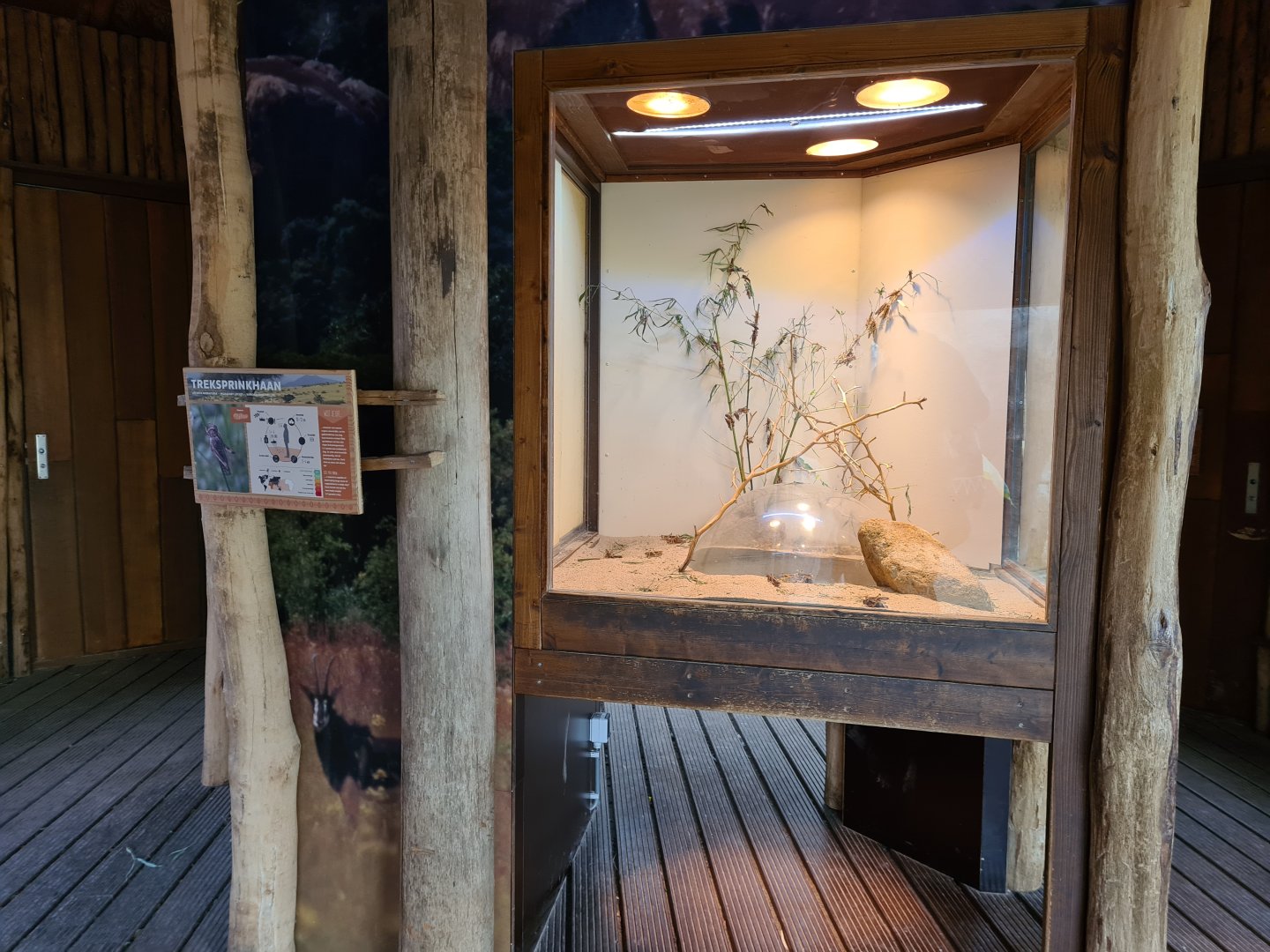 Africa - Migratory locust terrarium in Crocodile river