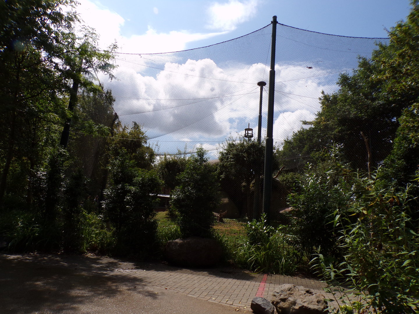 Africa- Mixed aviary 13.7.23