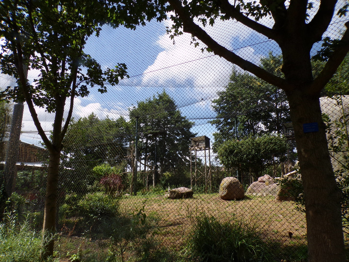 Africa- Mixed aviary 13.7.23