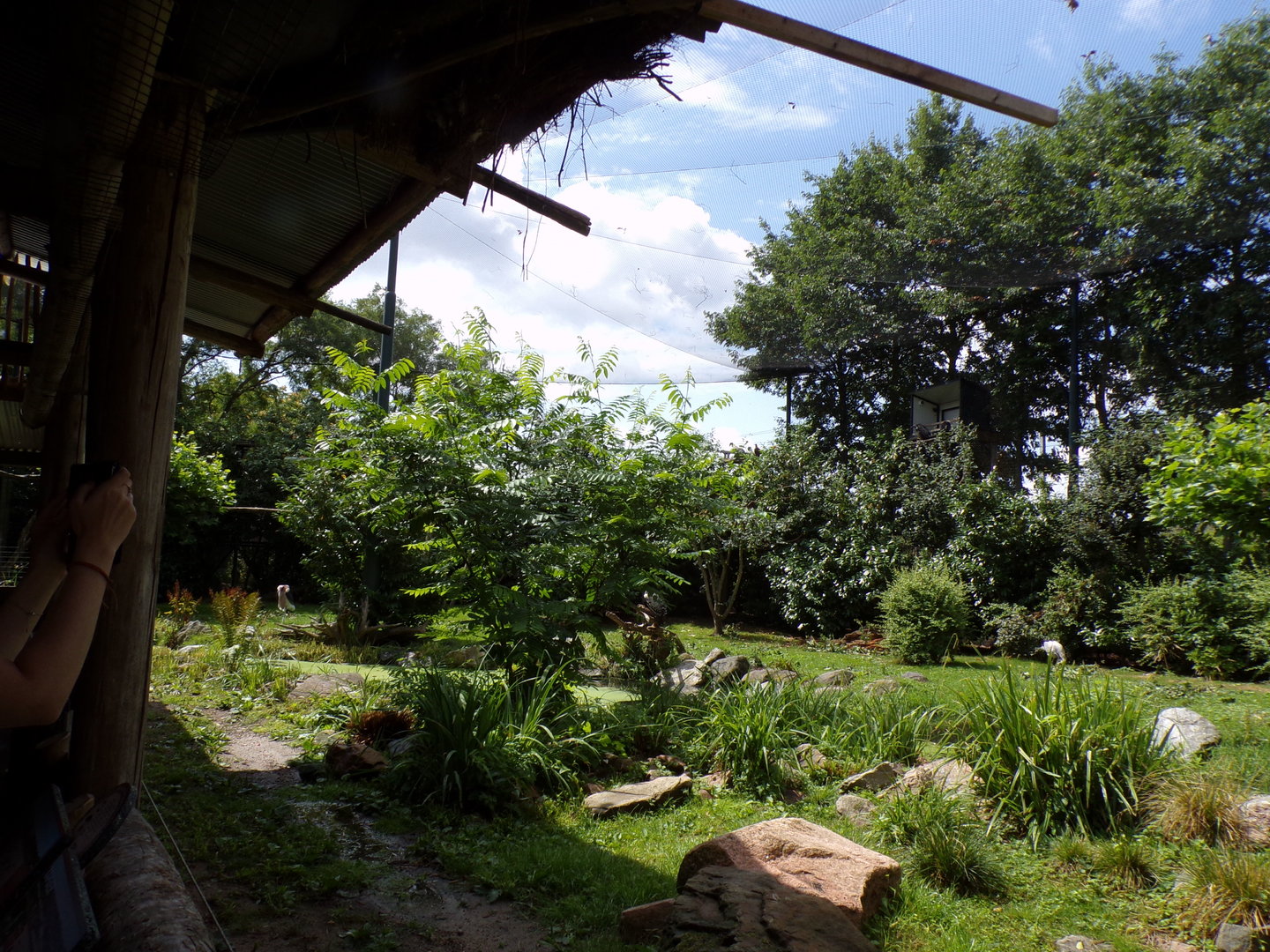 Africa- Mixed aviary 13.7.23