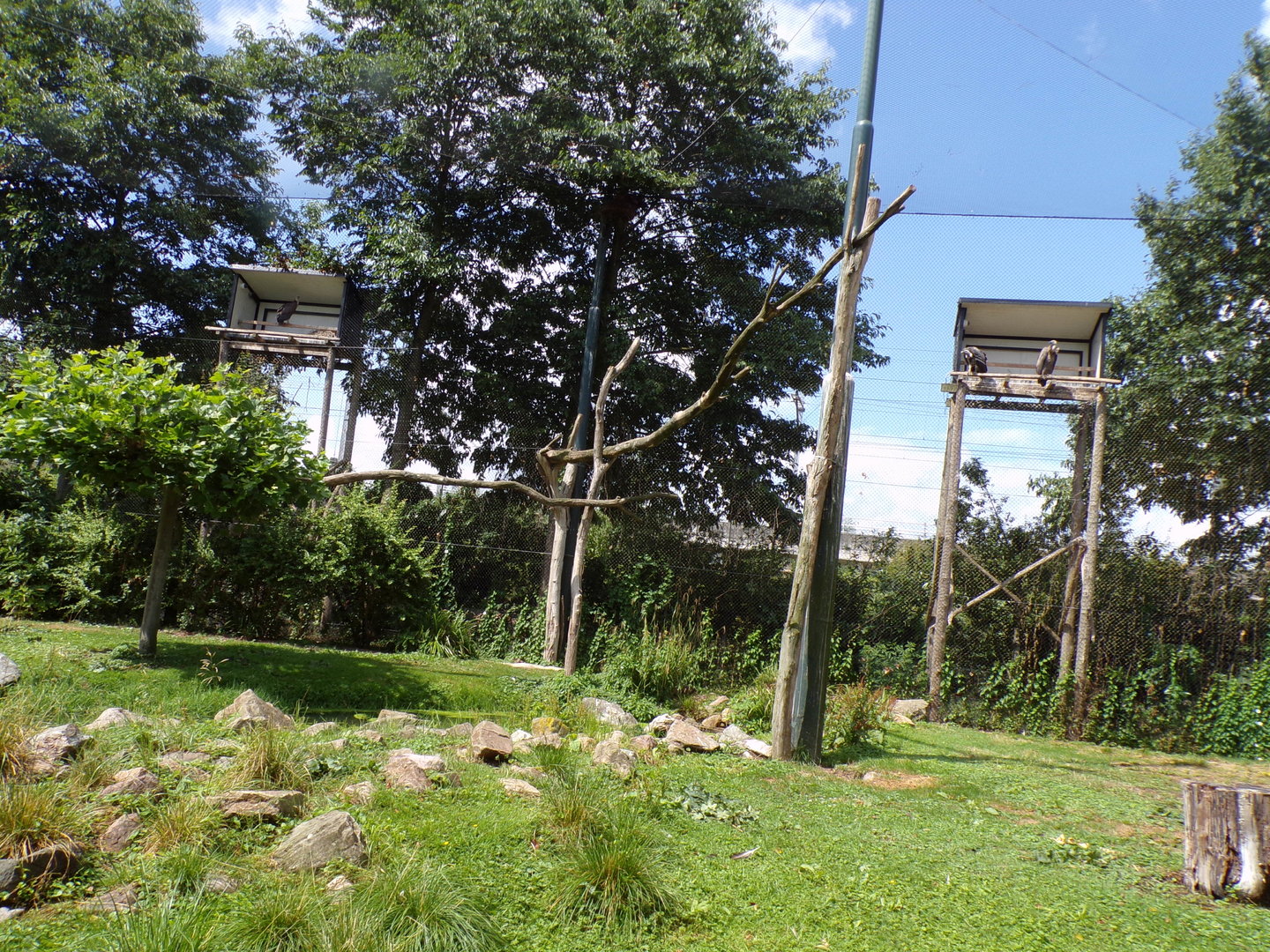 Africa- Mixed aviary 13.7.23