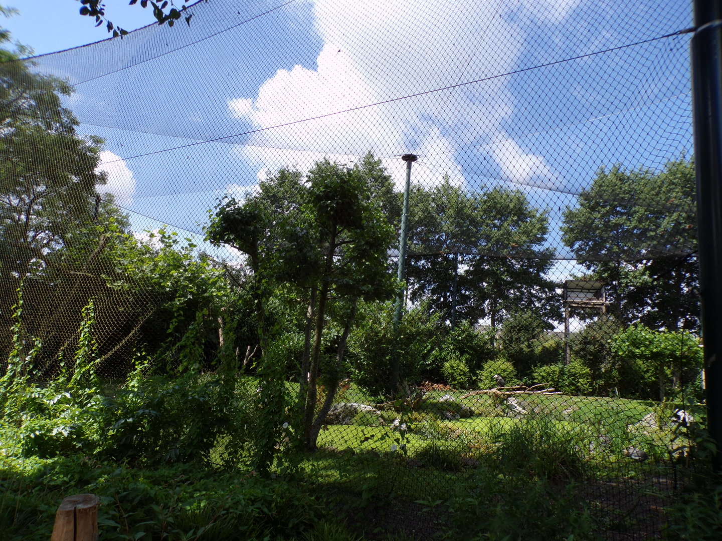 Africa- Mixed aviary 13.7.23