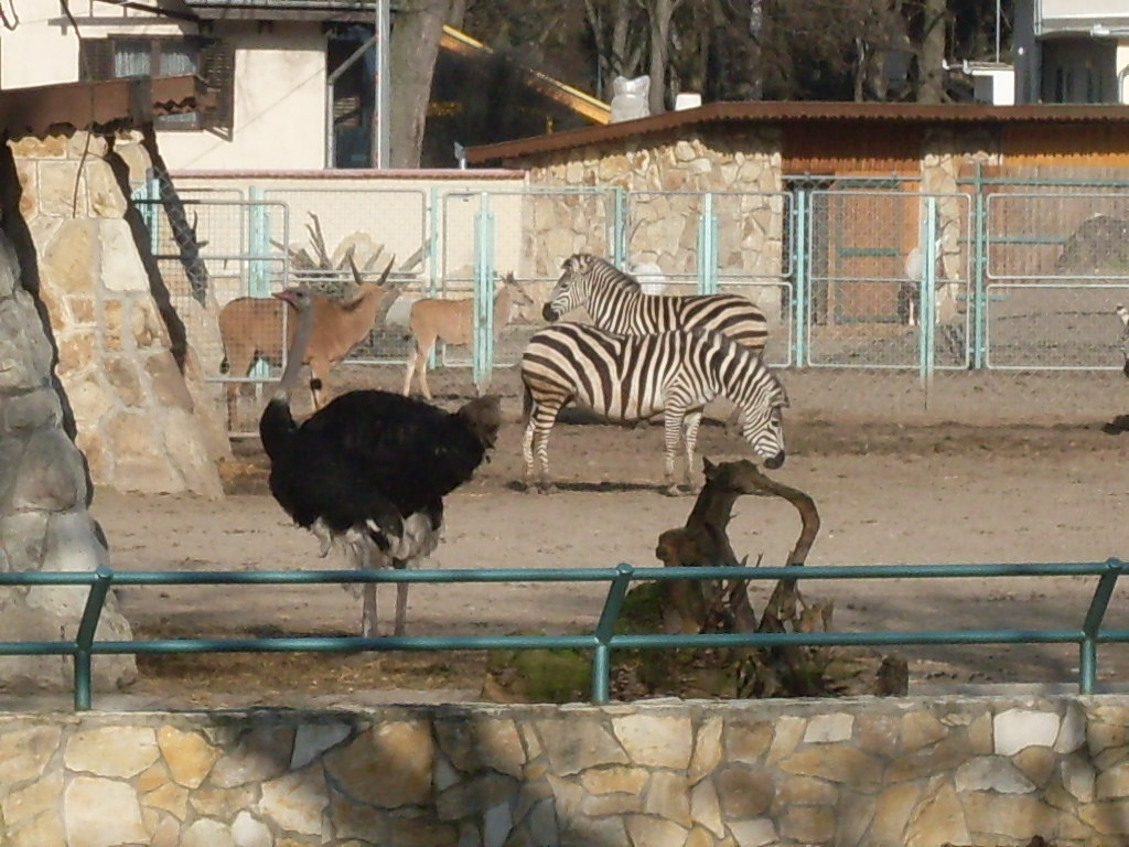 Africa mixed exhibit