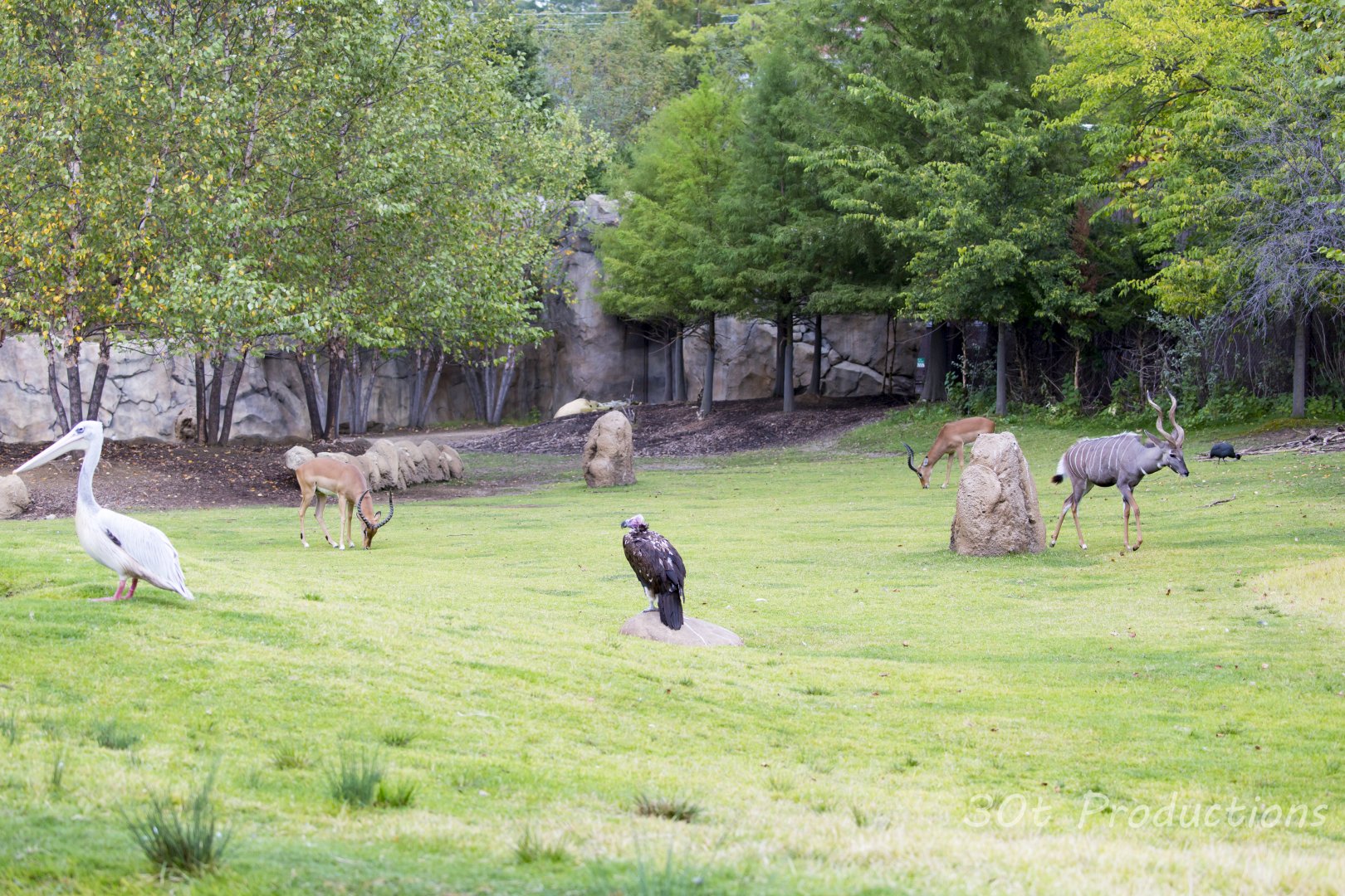 Africa Mixed Species Habitat