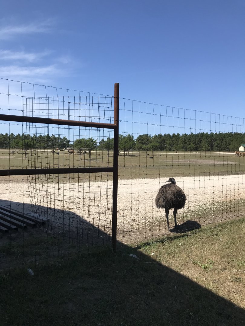 “Africa”- mixed-species savanna exhibit