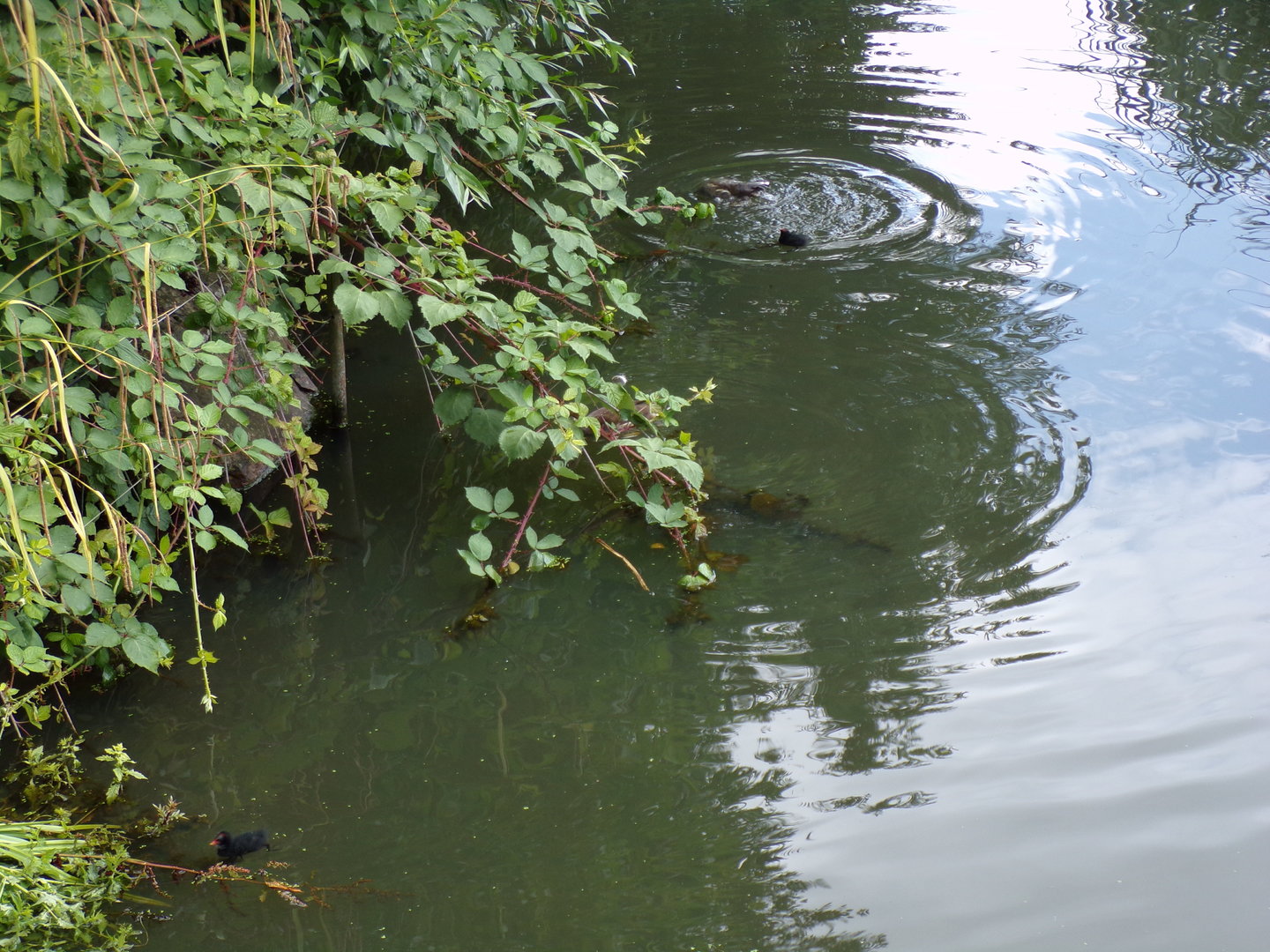 Africa- Moorhen chicks in giraffe moat 13.7.23