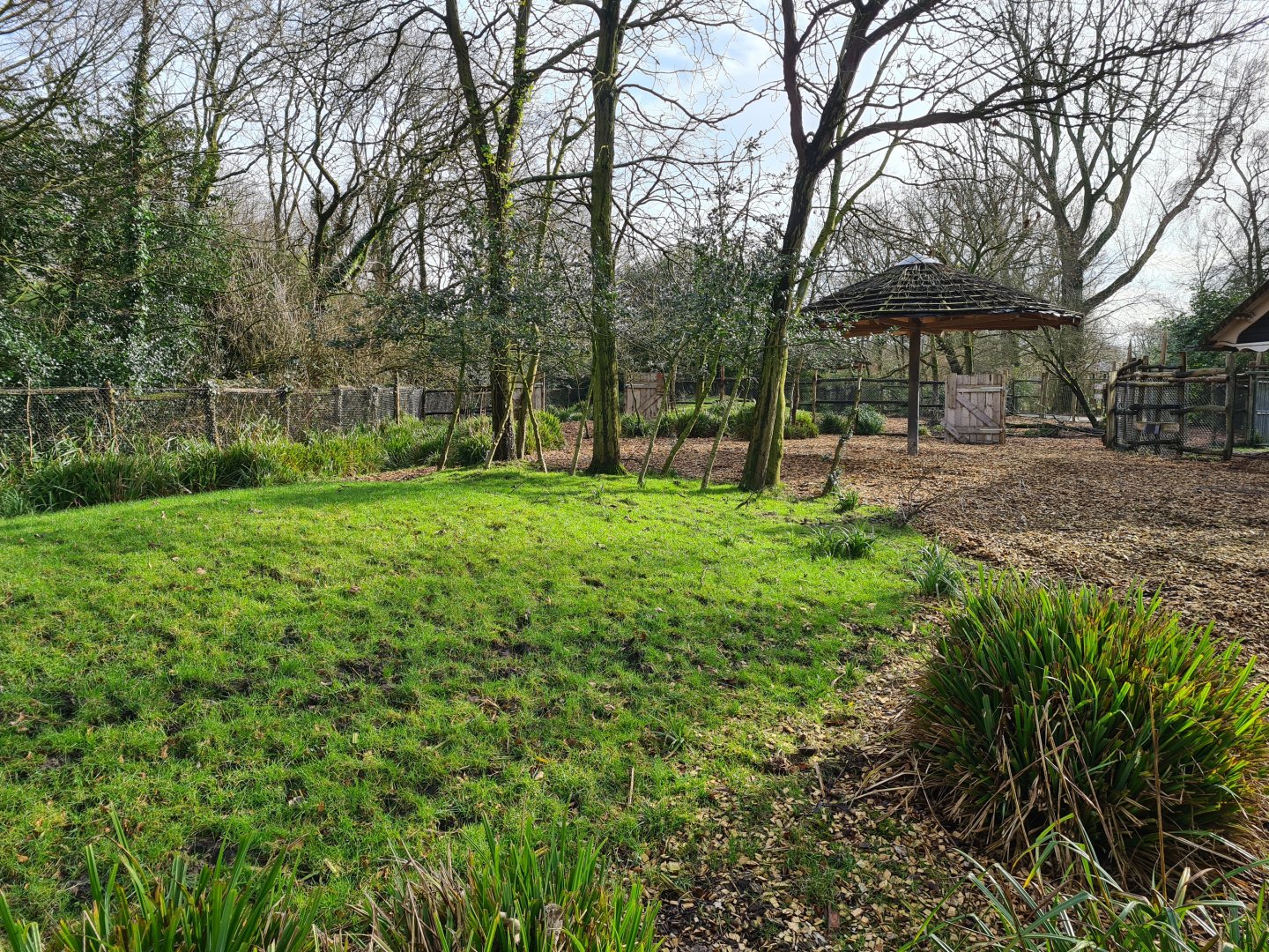 Africa - Mountain Bongo paddock