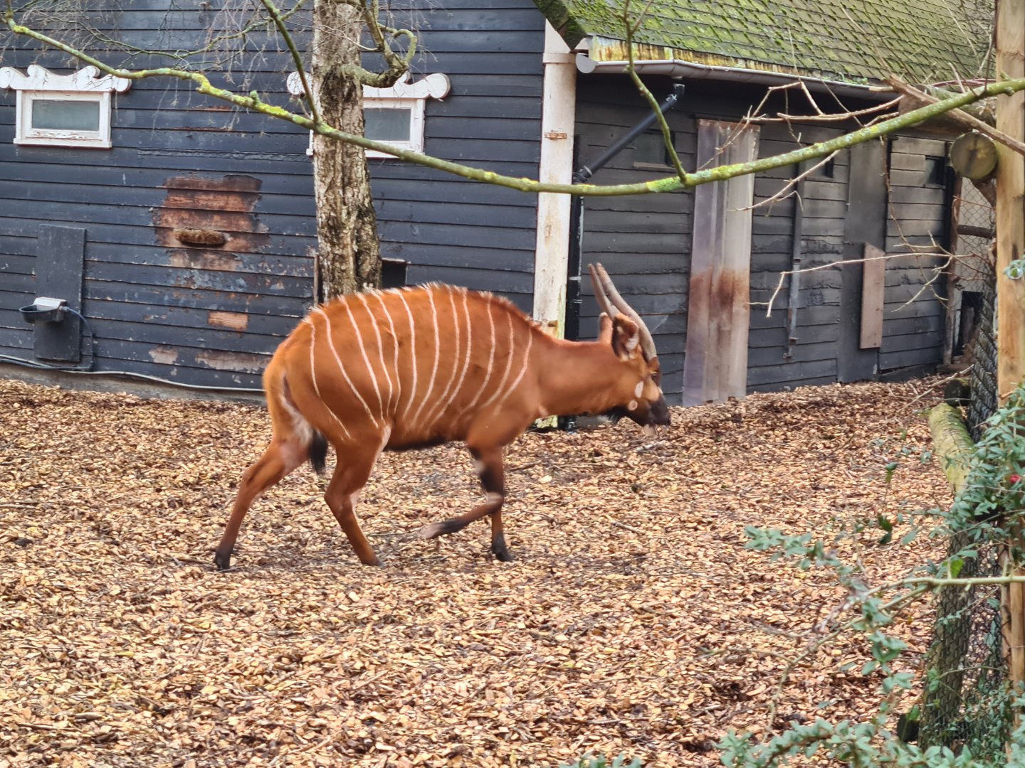 Africa - Mountain Bongo