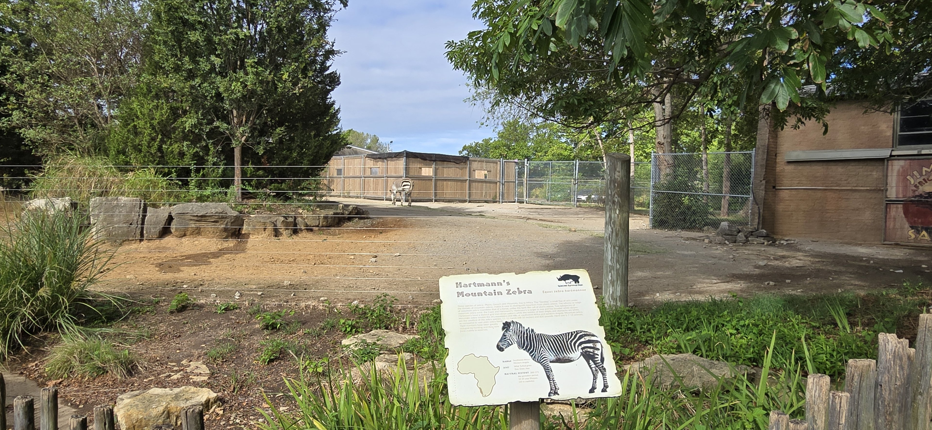 Africa - Moutain zebra