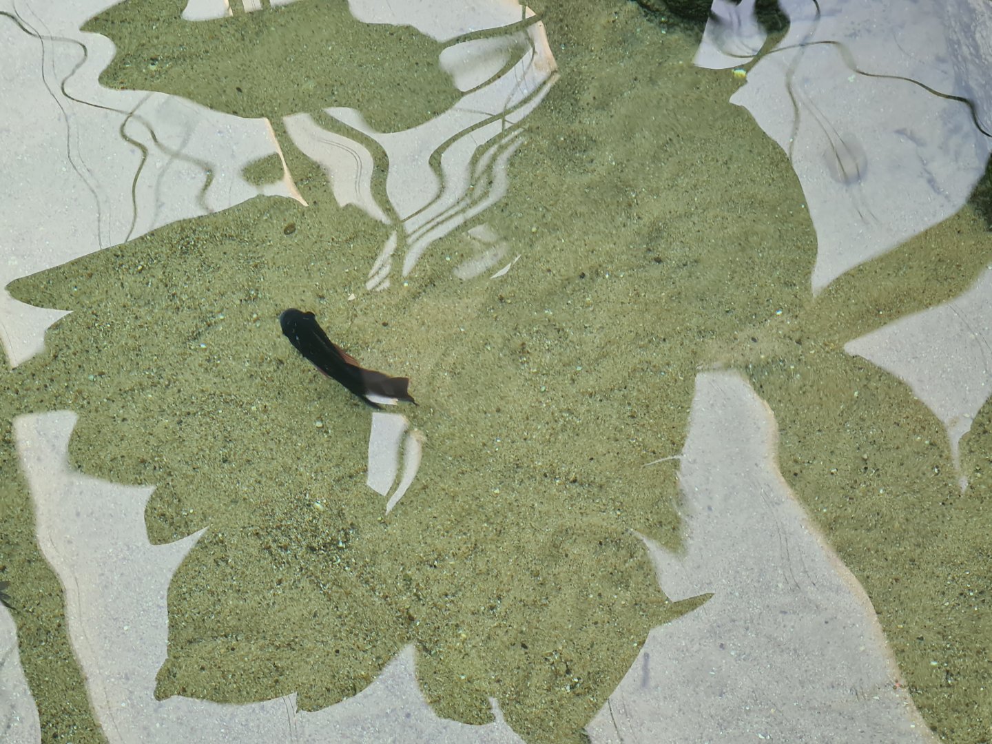 Africa - Mozambique tilapia in Slender-snouted crocodile enclosure