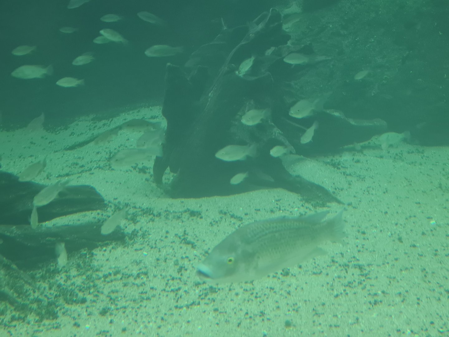 Africa - Mozambique tilapias in Nile crocodile enclosure