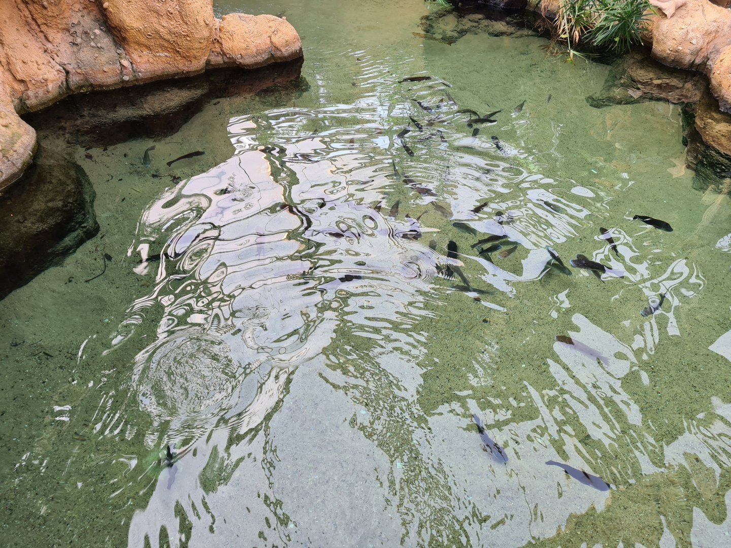 Africa - Mozambique tilapias in Slender-snouted crocodile enclosure