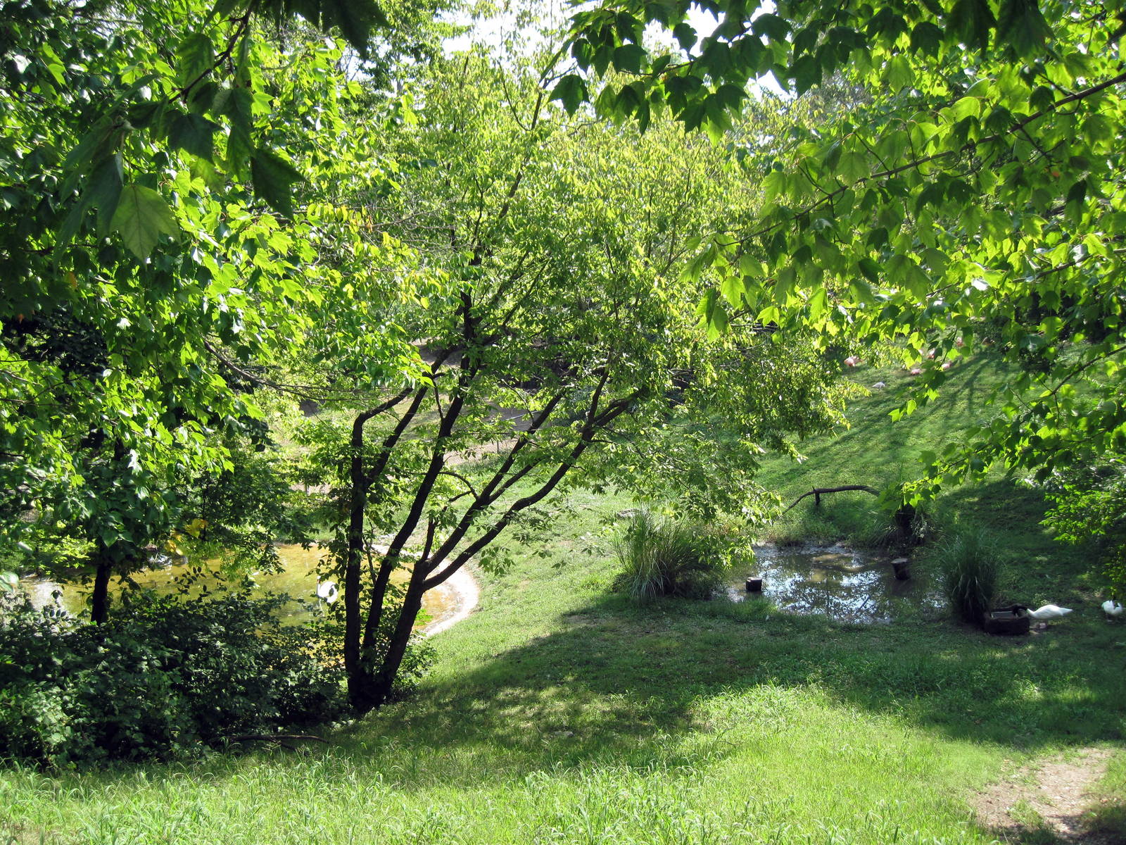Africa-Mute Swan/Black-necked Swan/Caribbean Flamingo/Lesser Flamingo Exhib