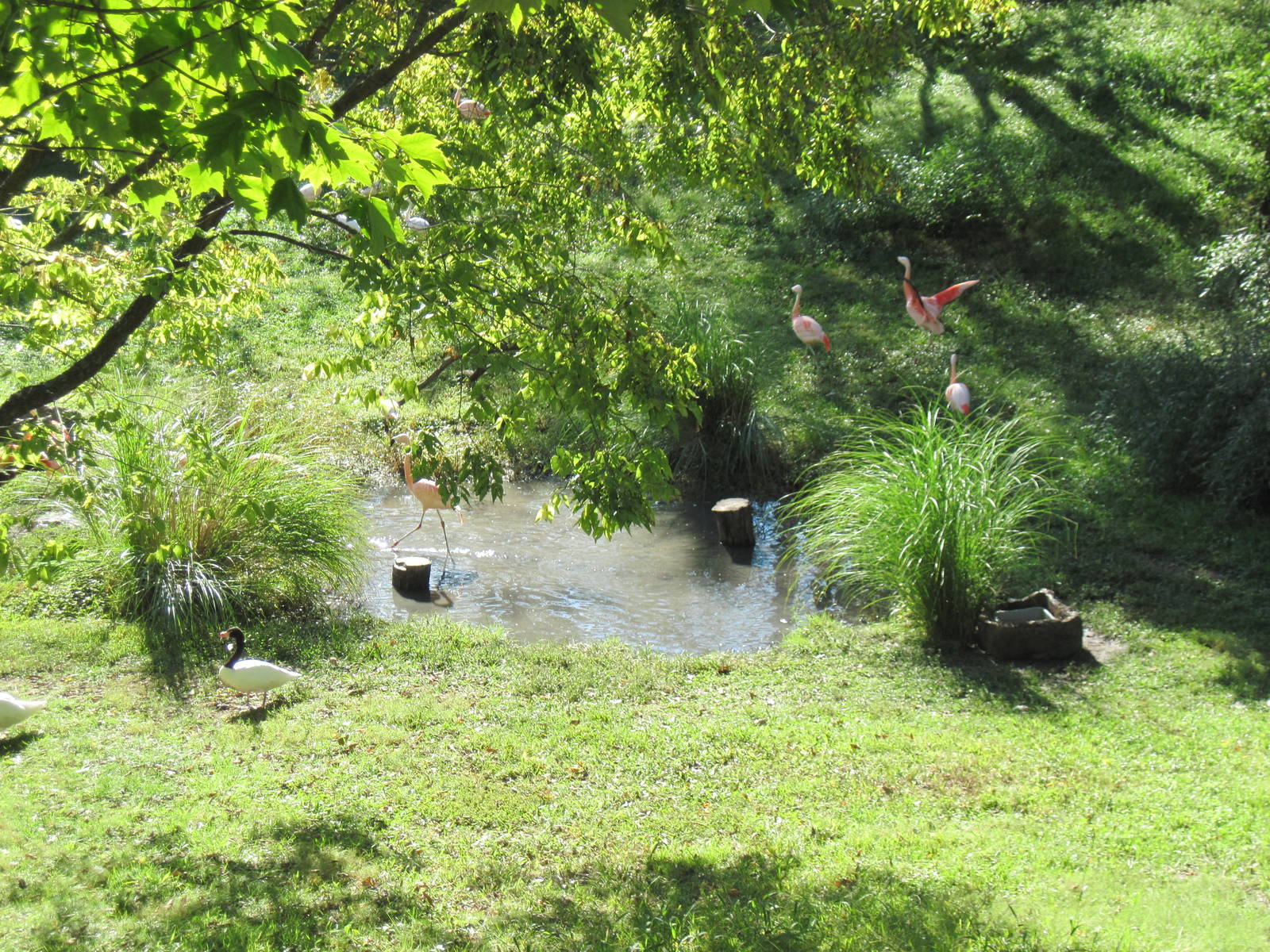 Africa-Mute Swan/Black-necked Swan/Lesser Flamingo/Chilean Flamingo Exhibit