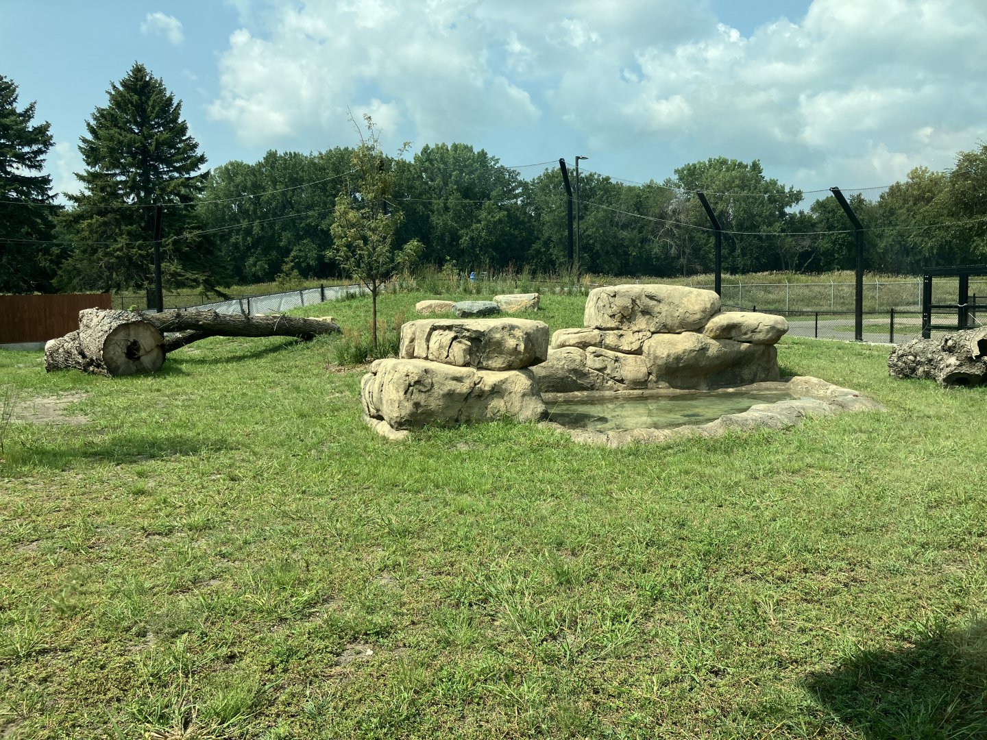 Africa - New African Lion Exhibit #1