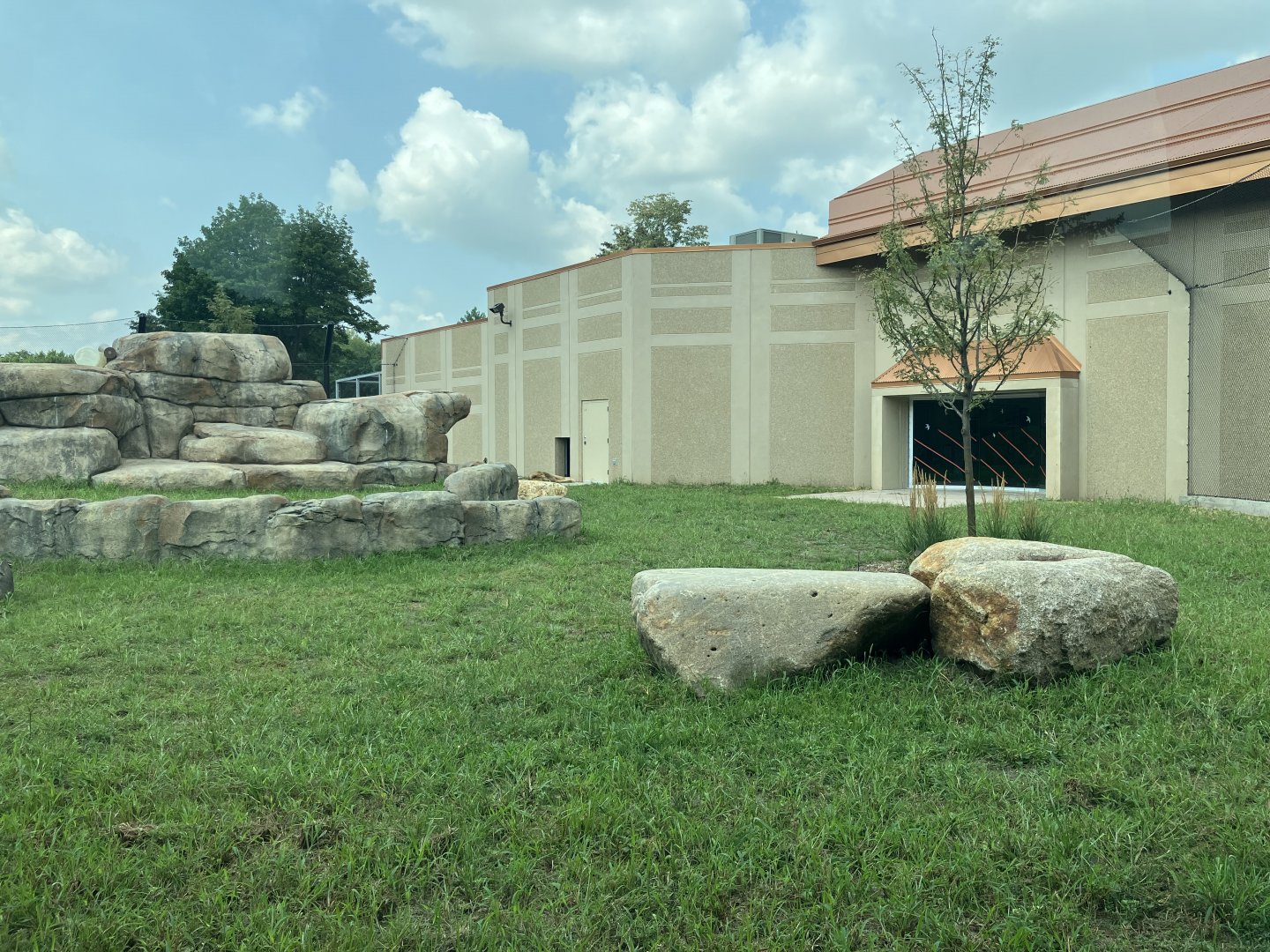 Africa - New African Lion Exhibit #2