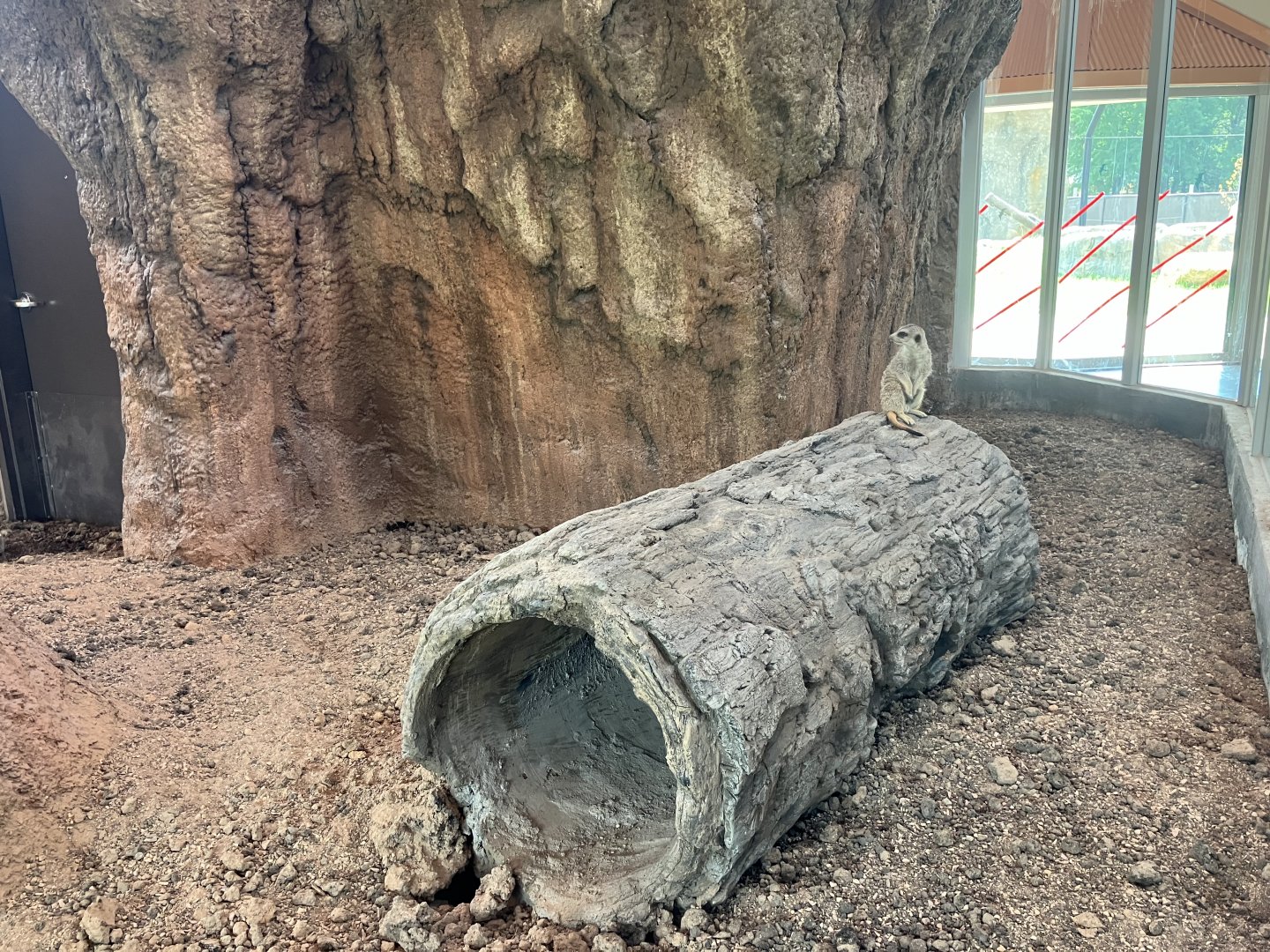 Africa - New Indoor Meerkat Exhibit