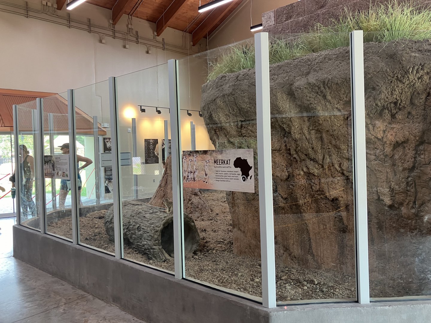 Africa - New Indoor Meerkat Exhibit