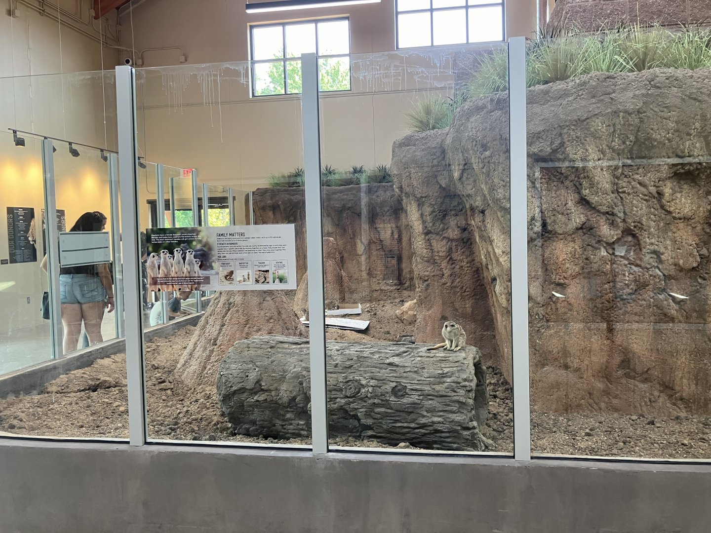 Africa - New Indoor Meerkat Exhibit