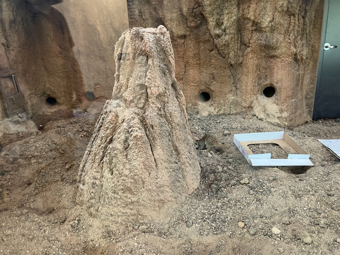 Africa - New Indoor Meerkat Exhibit