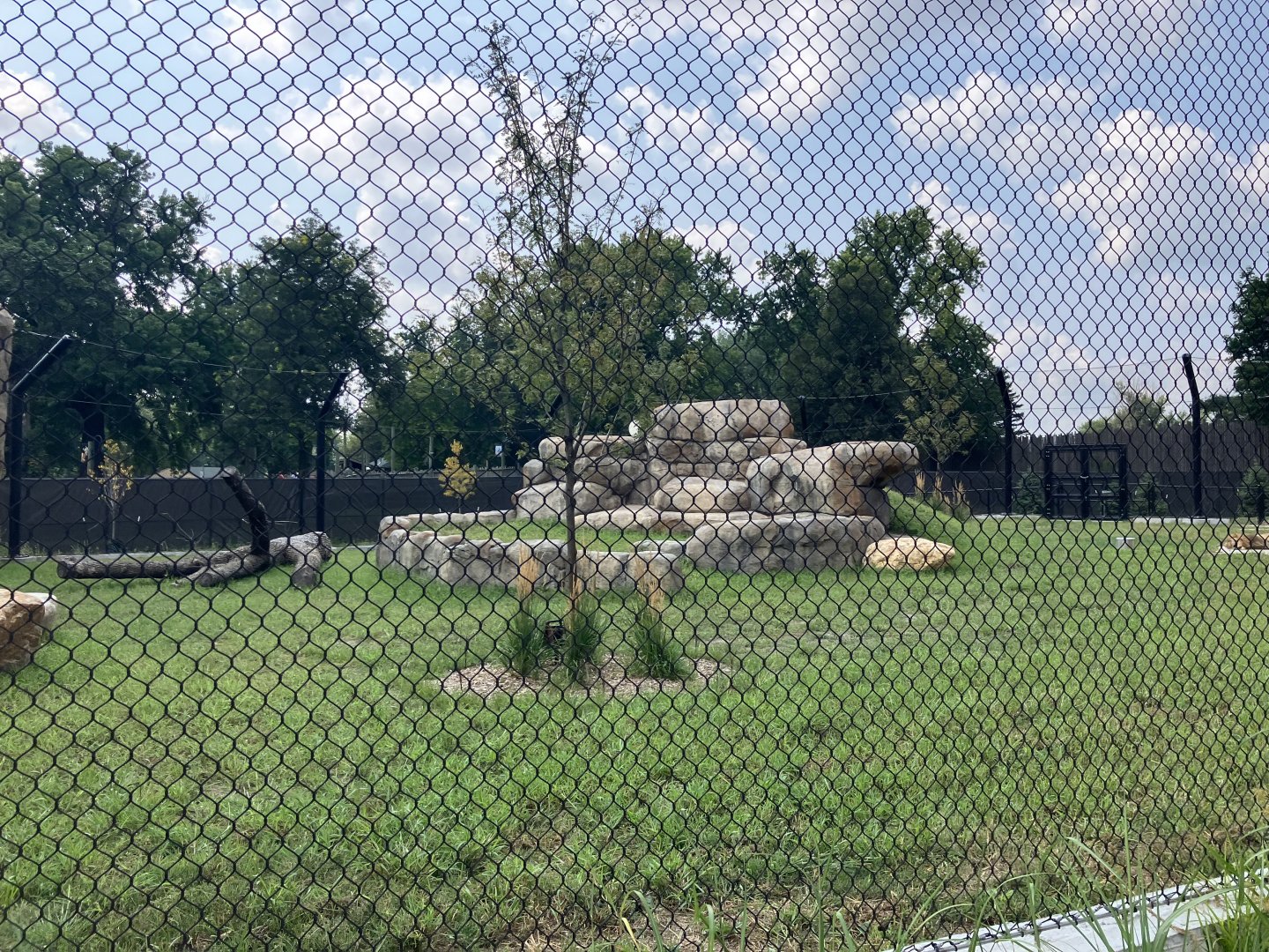 Africa - New Outdoor Lion Exhibit #2