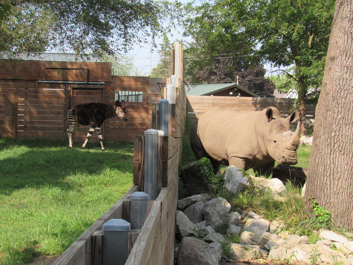 Africa - Nextdoor Neighbors