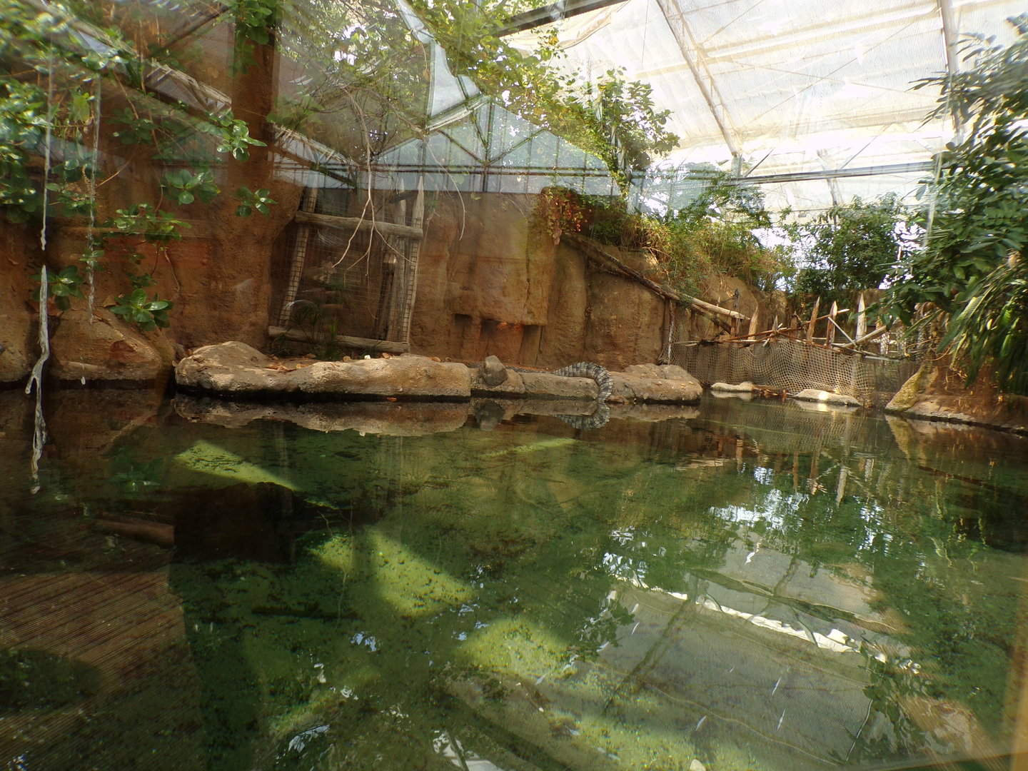 Africa- Nile crocodile enclosure 13.7.23