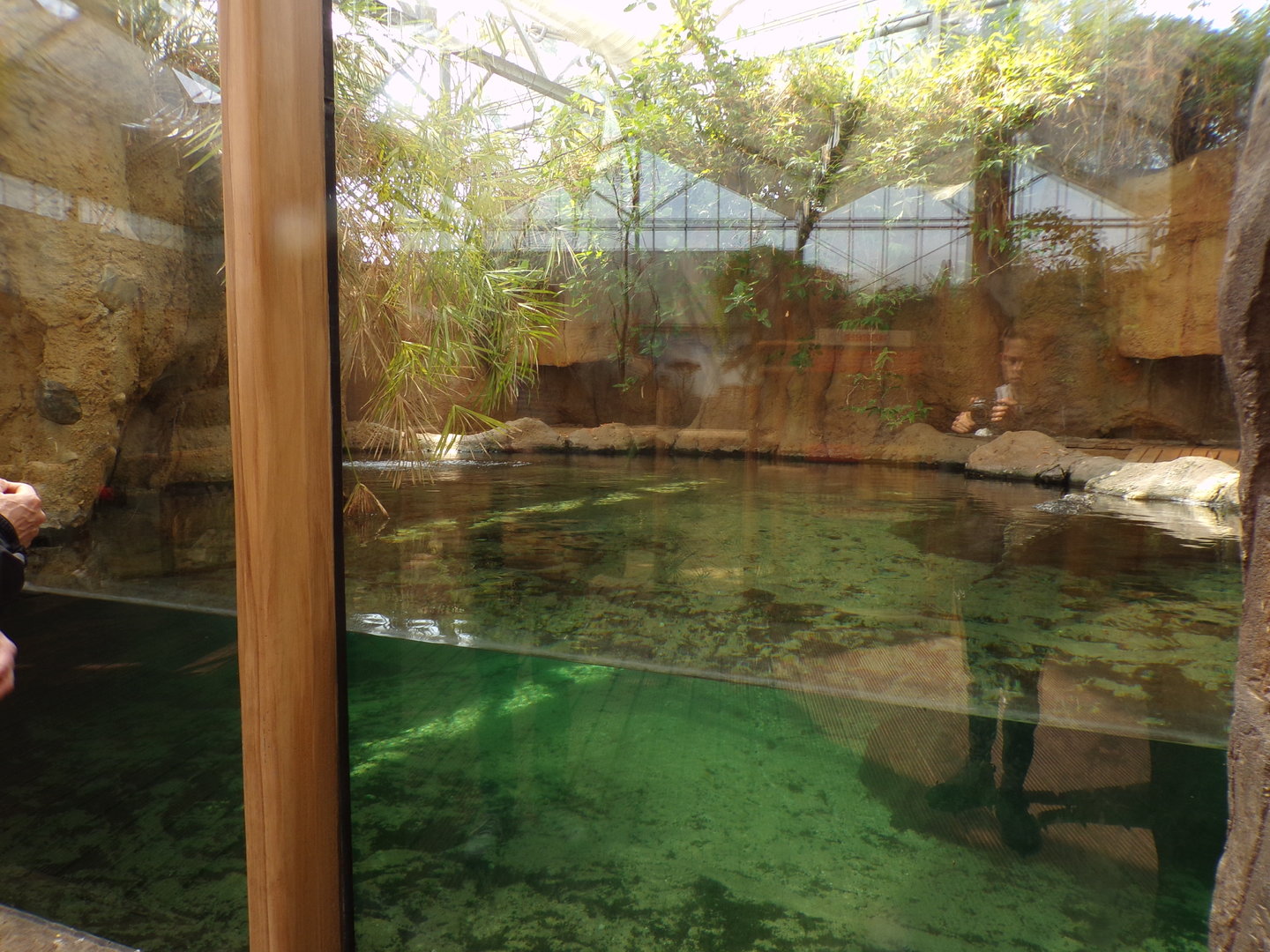 Africa- Nile crocodile enclosure 13.7.23